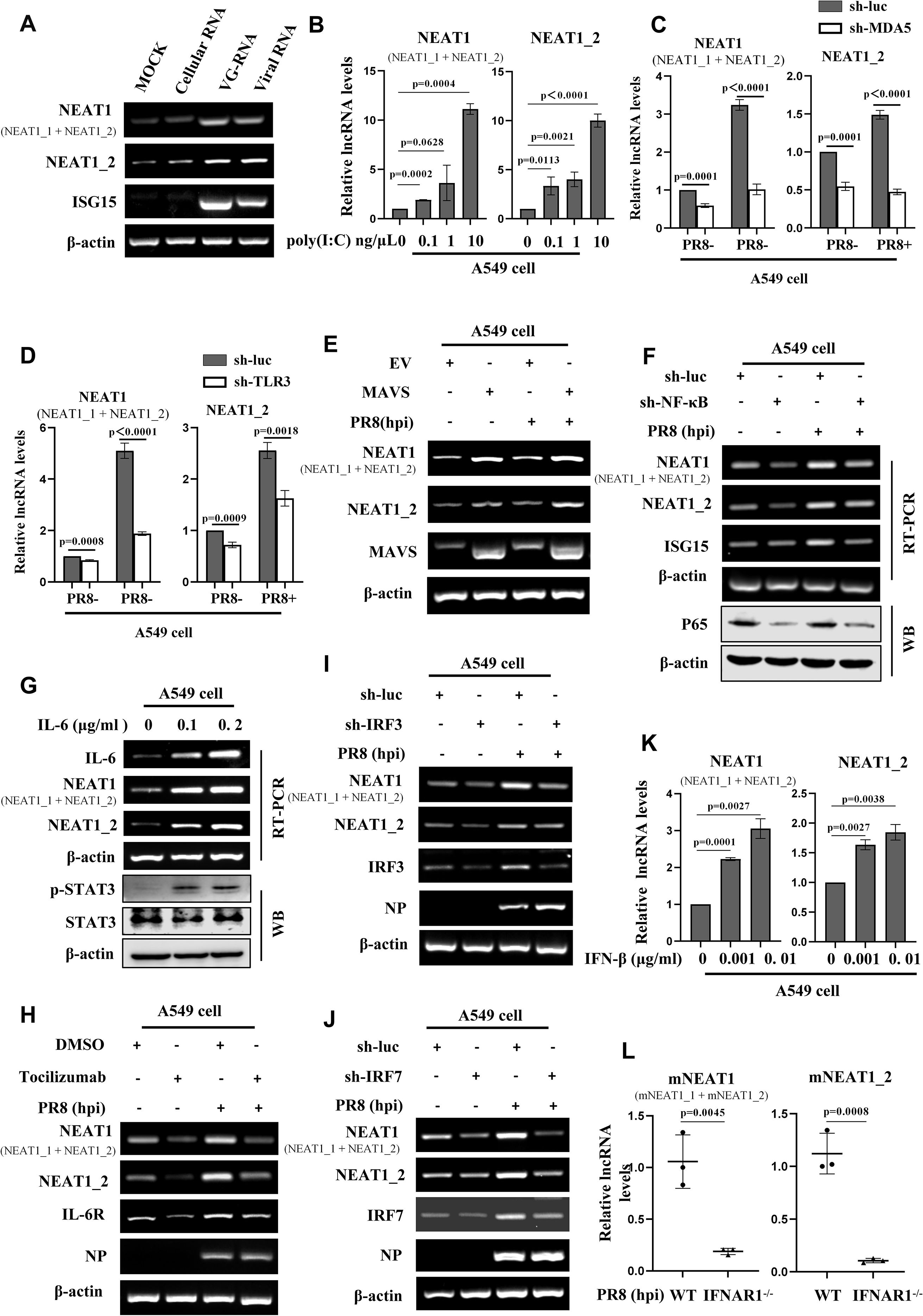 Multiple panels in a scientific figure showing various experimental data related to NEAT1 and its variations in A549 cells. Panels include RT-PCR and Western blot results, along with bar graphs indicating lncRNA levels under different conditions. Experimental details include treatments with poly(I:C), handling of PR8 virus, and the use of sh-luc, sh-TLR3, sh-MDA5, and other inhibitors. Statistical significance is highlighted with p-values.
