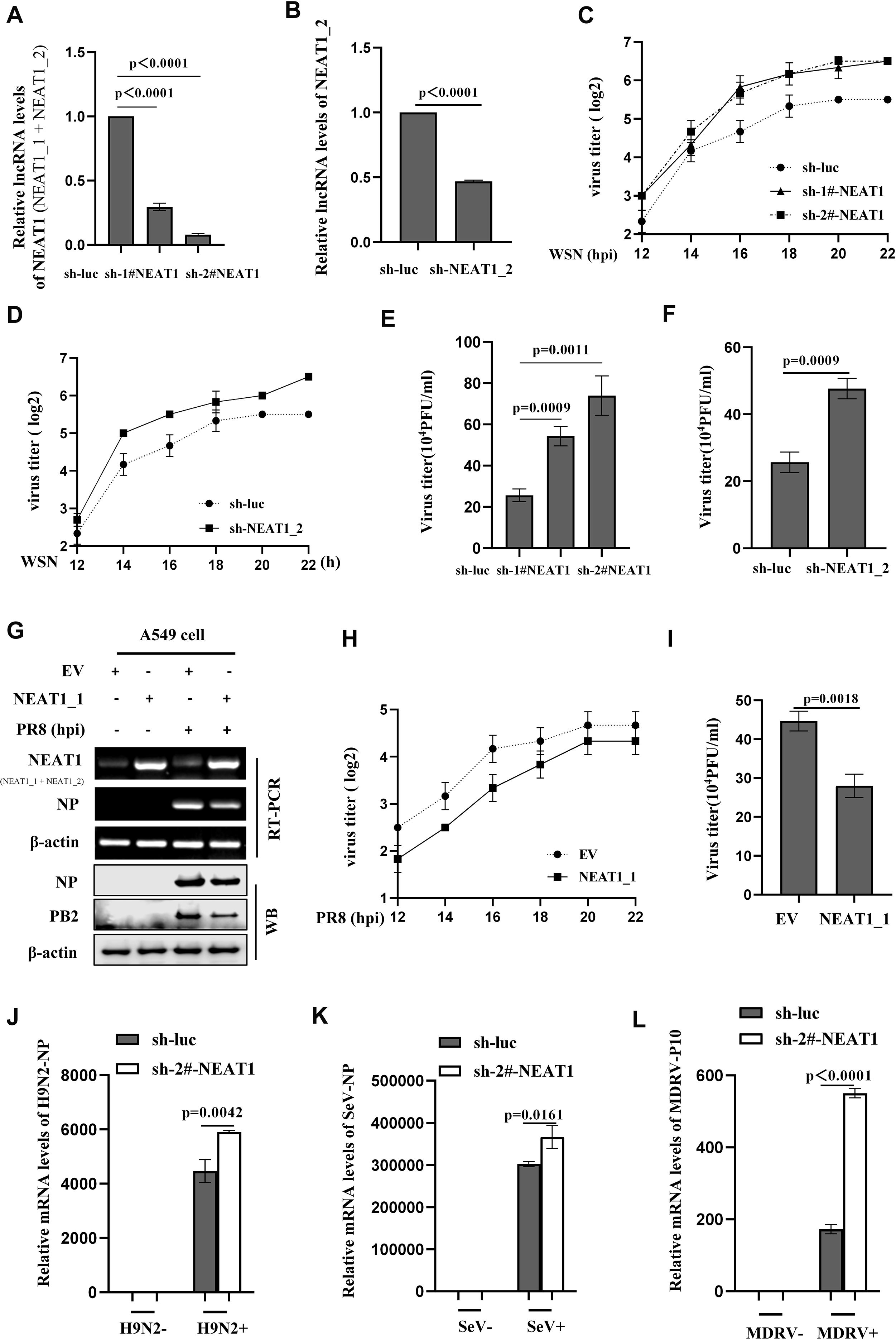 A series of graphs and a Western blot analysis depicting the impact of NEAT1 knockdown on viral RNA levels and virus titers. Panels A, B, E, F, I, J, K, and L show bar graphs comparing relative lncRNA or mRNA levels and virus titers between control and NEAT1 knockdown groups, with significant p-values annotated. Panels C, D, and H display line graphs illustrating virus titer over time in different experimental groups. Panel G presents RT-PCR and Western blot results showing NEAT1 and protein expression levels in A549 cells under different conditions.