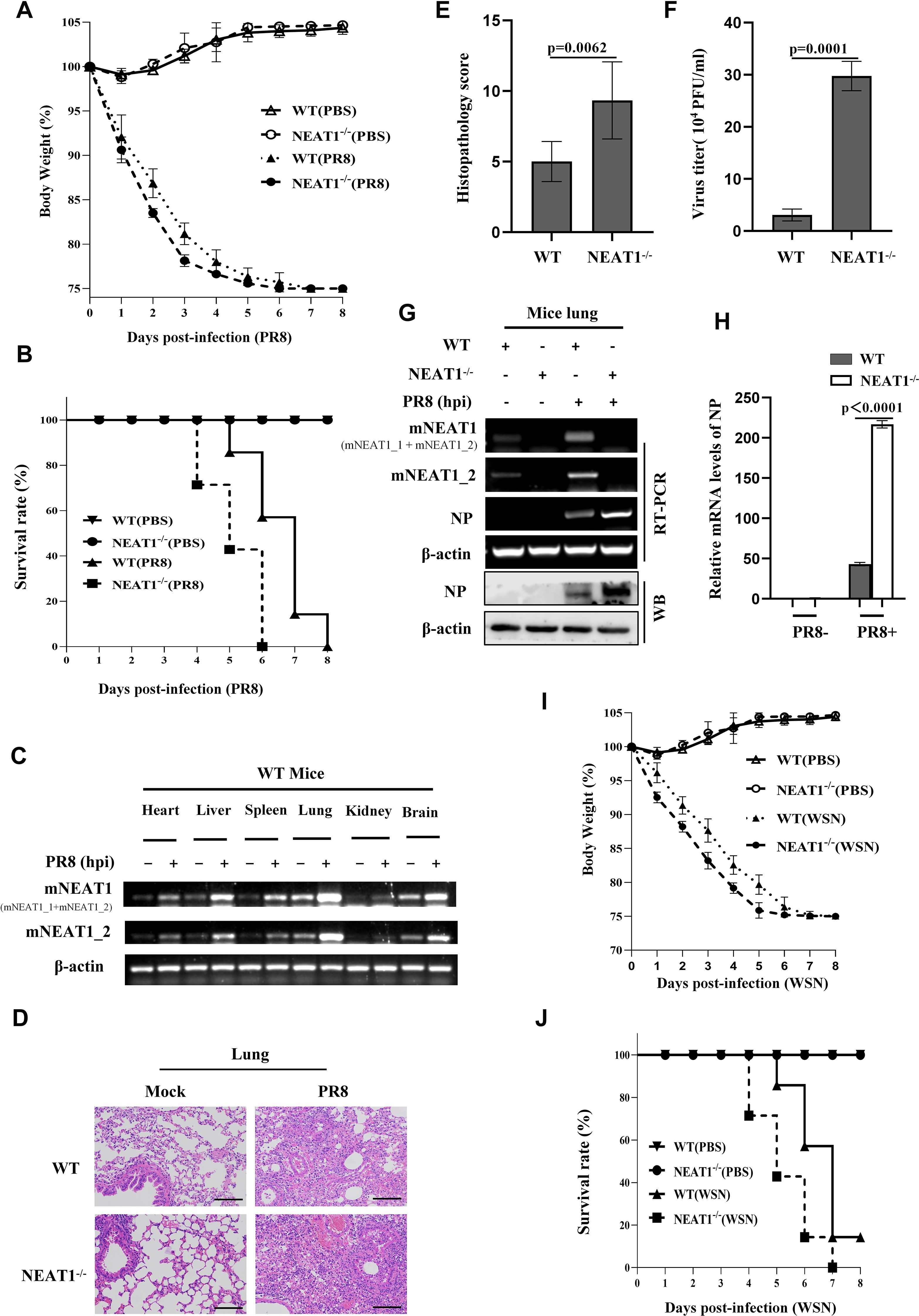 Multiple panels show experimental data comparing wild-type (WT) and NEAT1-deficient (NEAT1⁻/⁻) mice infected with PR8 and WSN viruses. Panel A shows a body weight graph post-infection. Panel B depicts survival rates post-infection. Panel C displays RT-PCR results for various tissues in WT mice. Panel D contains histological images of lung tissues under mock and PR8 conditions for WT and NEAT1⁻/⁻ mice. Panels E and F present bar graphs for histopathology scores and virus titers. Panel G shows RT-PCR and Western blot results for lung samples. Panel H provides a bar graph of NP mRNA levels. Panel I and J present body weight and survival rate graphs for WSN infection.