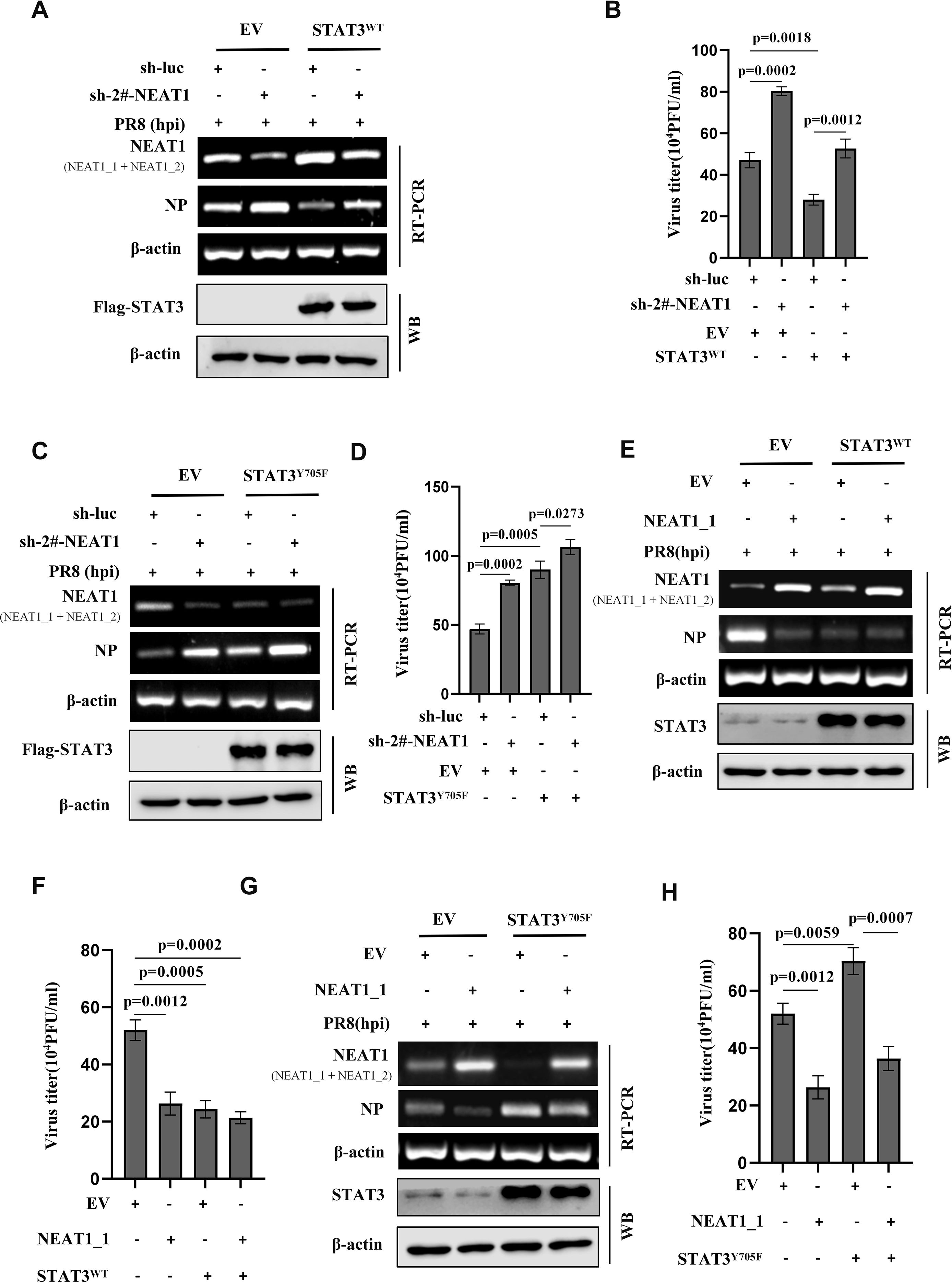 Western blot and RT-PCR results demonstrate the influence of NEAT1 and STAT3 variants on virus titers in different experimental conditions. Panels A and C show bands for NEAT1, NP, β-actin, and STAT3 across sh-luc and sh-NEAT1 samples. Bar graphs in panels B, D, F, and H compare virus titers, showing significant differences with various p-values. Panels E and G further illustrate RT-PCR and Western blot analyses for EV, STAT3 variants, and NEAT1 expressions.