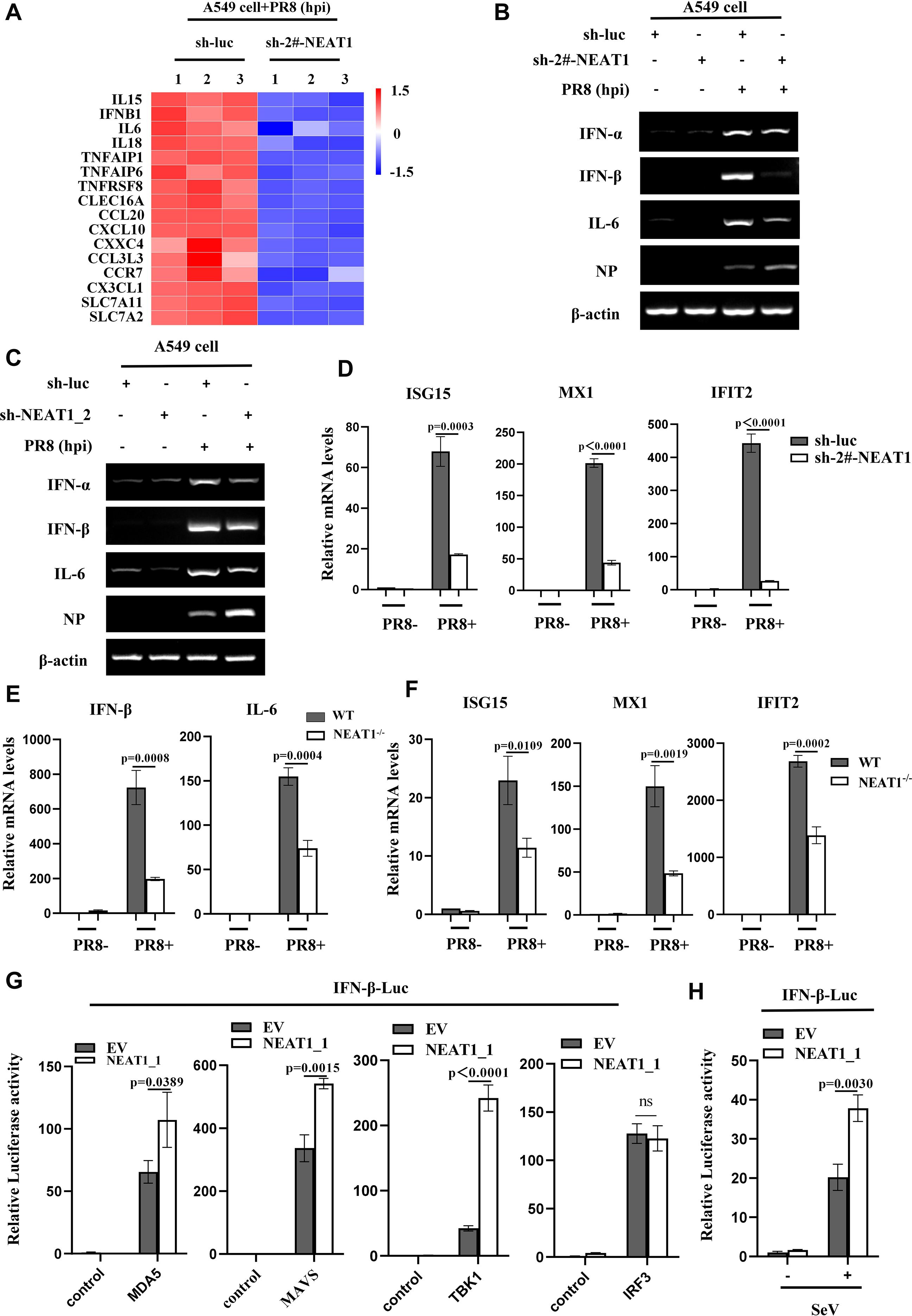 Heat map and bar plots illustrate gene expression levels in A549 cells. Panel A shows a heat map of gene expression changes with sh-luc and sh-2#-NEAT1 under PR8 infection. Panels B and C display Western blots of IFN-α, IFN-β, IL-6, NP, and β-actin. Panels D to F show bar graphs representing relative mRNA levels of ISG15, MX1, IFIT2, IFN-β, and IL-6 in various conditions. Panel G demonstrates relative luciferase activity measuring IFN-β expression across different controls and elements like MDA5, MAVS, TBK1, and IRF3. Panel H shows the effect of SeV on luciferase activity.