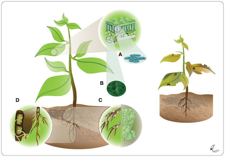 Figure 1. The plant as the extended phenotype of endophytes. 