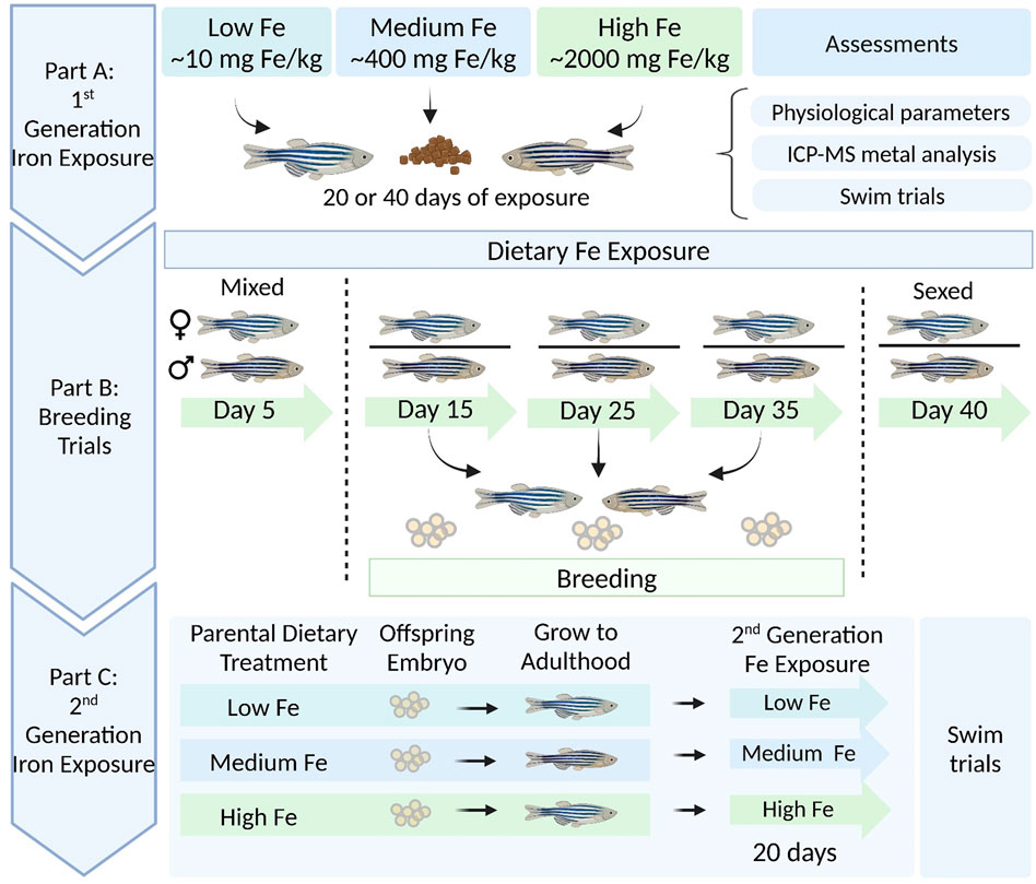 Diagram illustrating a study on iron exposure in zebrafish across two generations. Part A shows first generation exposure to low, medium, and high iron diets, with assessments including physiological parameters, metal analysis, and swim trials after 20 or 40 days. Part B involves breeding trials with mixed and sexed groups evaluated from day 5 to day 40. Part C outlines the second generation's exposure to varying iron levels, with continuation of the swim trials. Each stage includes a progression from parental dietary treatment to offspring development and further exposure.