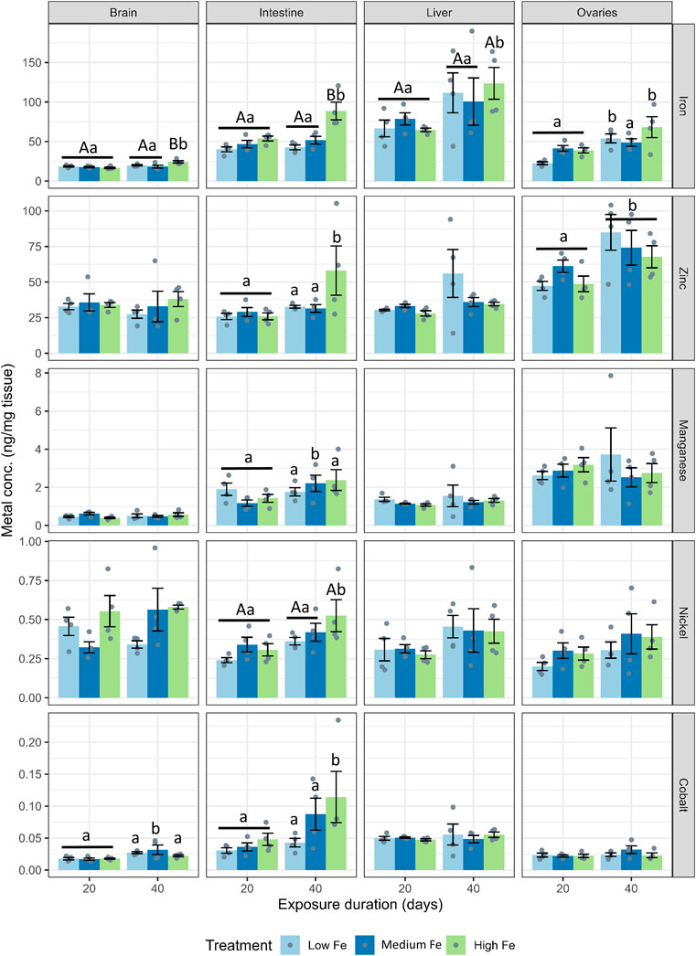 Bar charts showing metal concentrations (ng/mg tissue) in four tissues (brain, intestine, liver, ovaries) over two exposure durations (20 and 40 days) across five metals (iron, zinc, manganese, nickel, cobalt). Treatments are low, medium, and high iron, represented by three shades of blue and green. Vertical bars display error margins, with letters indicating statistical significance.