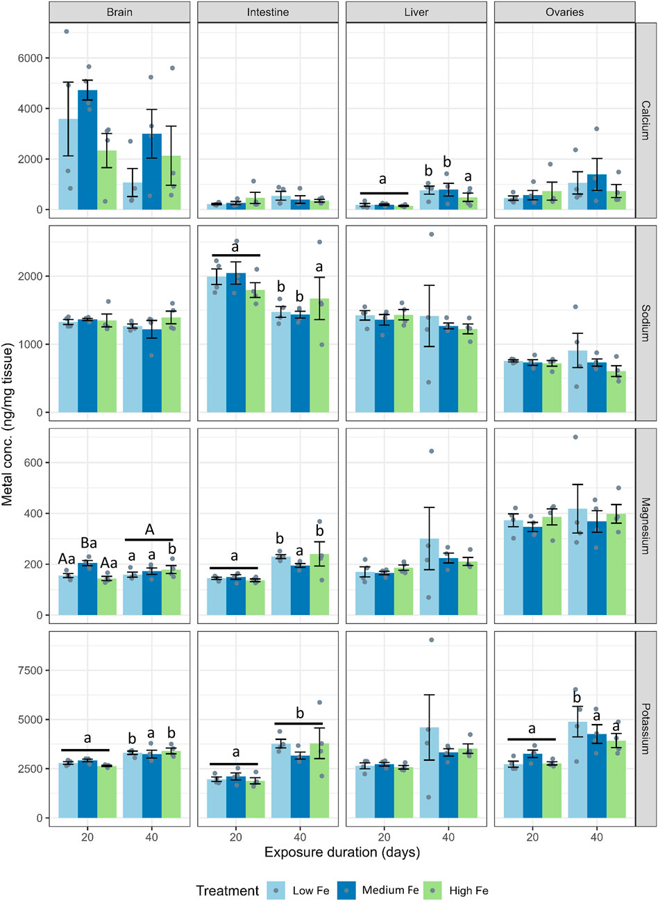 Bar chart grid showing metal concentrations (ng/mg tissue) in brain, intestine, liver, and ovaries for calcium, sodium, magnesium, and potassium. Bars represent low, medium, and high iron treatments over 20 and 40 days. Error bars indicate variability, with significant differences marked by letters. Colors: low (blue), medium (dark blue), and high iron (green).