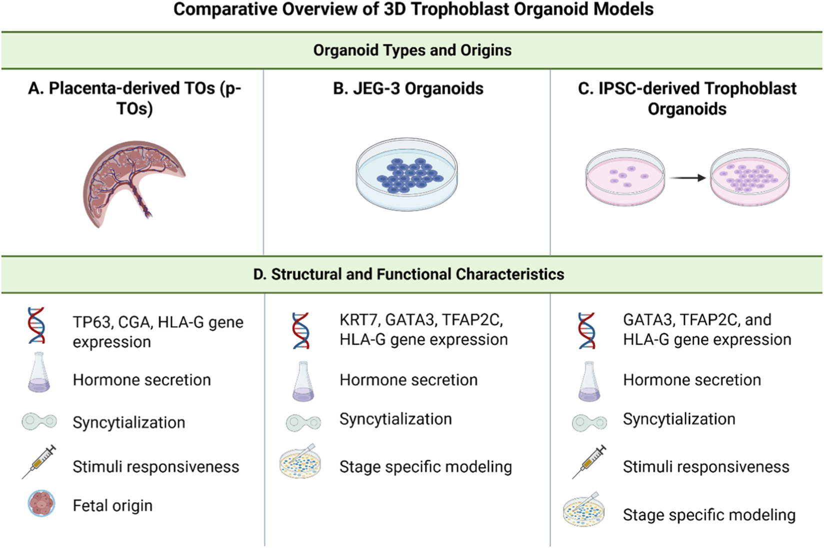 Comparative overview of 3D trophoblast organoid models. Three organoid types are shown: A) Placenta-derived TOs, B) JEG-3 organoids, C) iPSC-derived trophoblast organoids. Structural and functional characteristics include gene expression (TP63, CGA, HLA-G, KRT7, GATA3, TFAP2C), hormone secretion, syncytialization, stimuli responsiveness, fetal origin, and stage-specific modeling. Illustrations depict each organoid type and related characteristics.