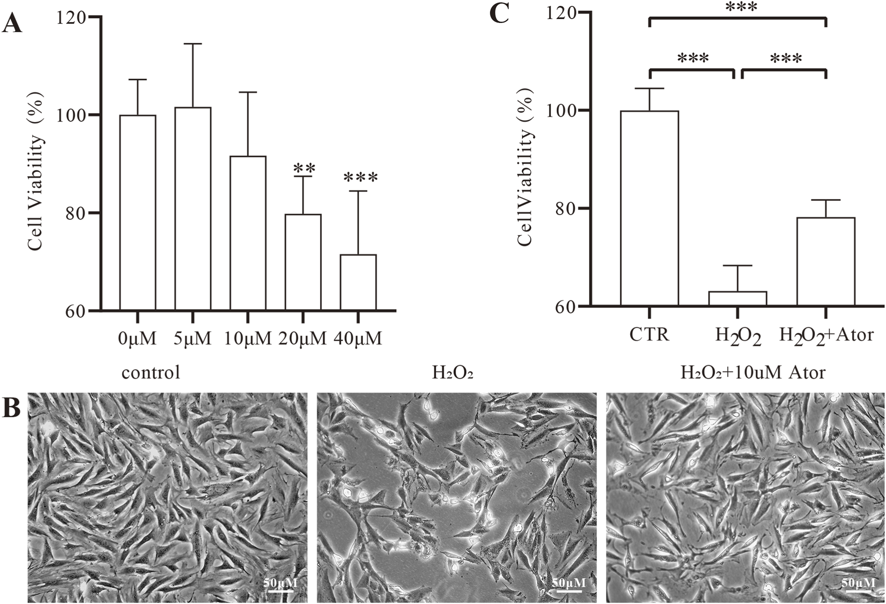 Graph A shows cell viability percentages decreasing with increasing concentrations of a substance from 0 to 40 micromolars, with significant reductions at 20 and 40 micromolars. Graph C compares control, hydrogen peroxide, and hydrogen peroxide with atorvastatin, demonstrating a significant improvement in viability when atorvastatin is added. Images B present three groups of cell cultures under different conditions, showing morphological changes.
