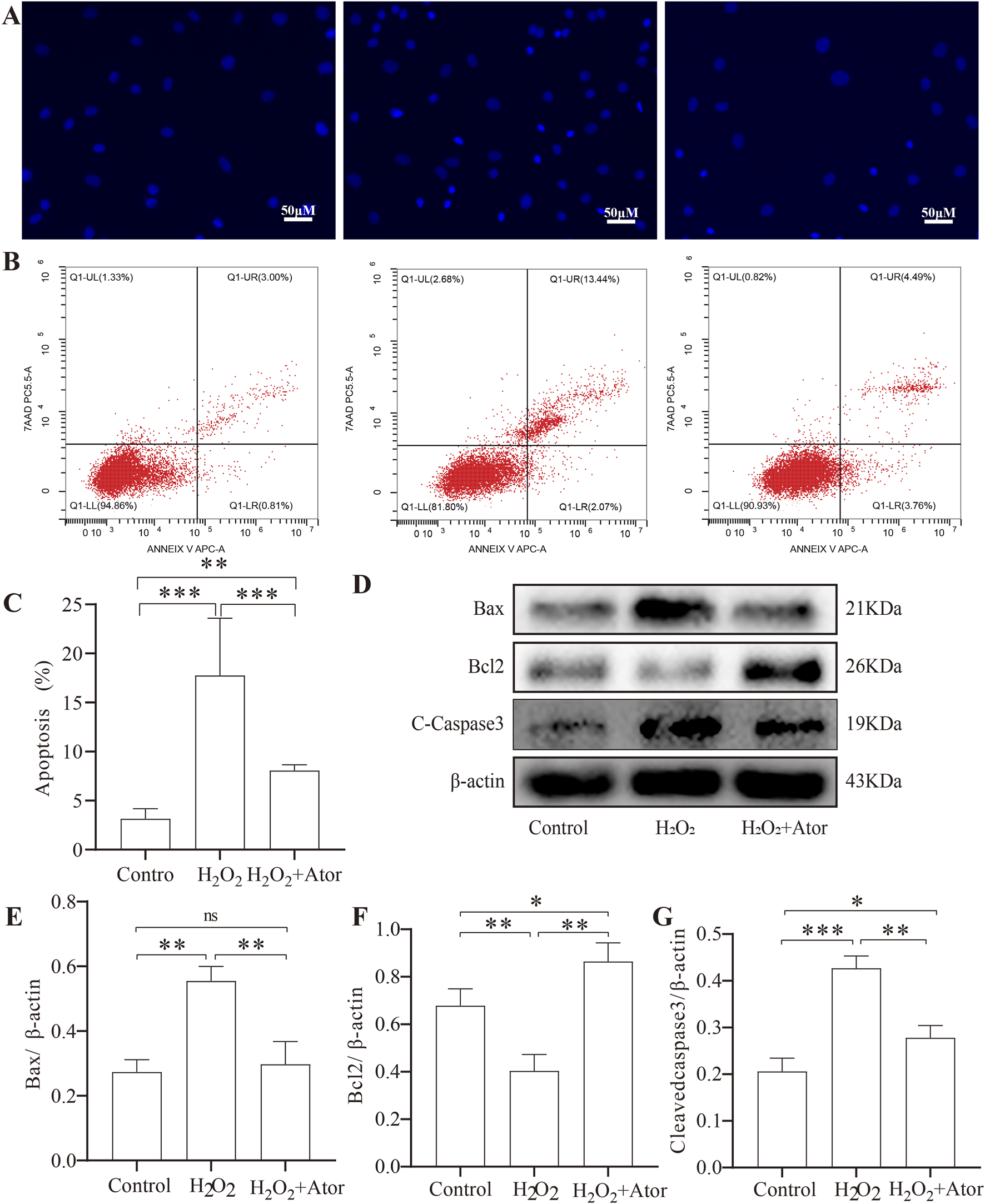 (A) Three panels showing fluorescence microscopy images of cells stained blue, labeled with a scale of fifty micrometers. (B) Three scatter plots from flow cytometry, displaying cell populations with quadrants labeled for apoptosis analysis. (C) Bar graph depicting apoptosis percentage across different conditions: Control, H₂O₂, and H₂O₂ plus Atorvastatin, with statistical significance indicated. (D) Western blot images showing expression levels of Bax, Bcl2, cleaved Caspase 3, and β-actin across control, H₂O₂, and H₂O₂ plus Atorvastatin conditions with molecular weights. (E-G) Bar graphs illustrating protein expression ratios normalized to β-actin: Bax, Bcl2, and cleaved Caspase 3, showing statistical significance.