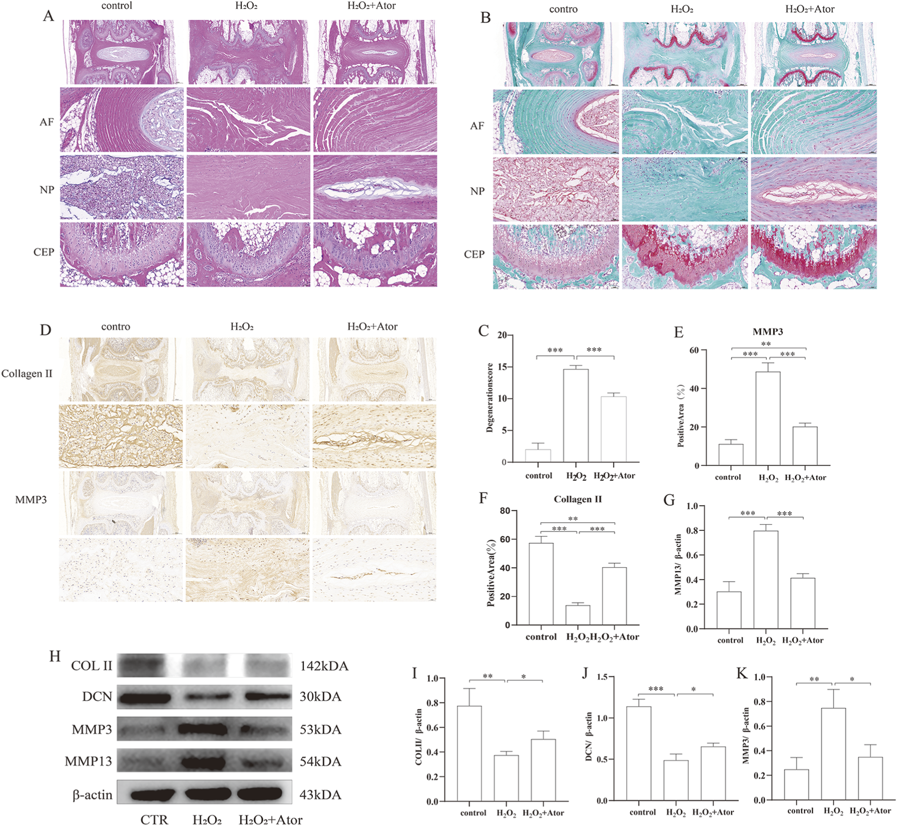 The image consists of multiple panels displaying histological and biochemical analyses. Panel A shows histological staining with hematoxylin and eosin, highlighting annulus fibrosus, nucleus pulposus, and cartilage endplate under control, H₂O₂, and H₂O₂ plus atorvastatin conditions. Panel B uses Masson's trichrome staining for similar sections. Panel D displays immunohistochemical staining for Collagen II and MMP3. Panels C, E, and F show bar graphs representing degeneration scores and positive areas for MMP3 and Collagen II. Panel H illustrates protein expression via Western blot for COL II, DCN, MMP3, MMP13, and β-actin. Panels I, J, and K present quantified Western blot data.
