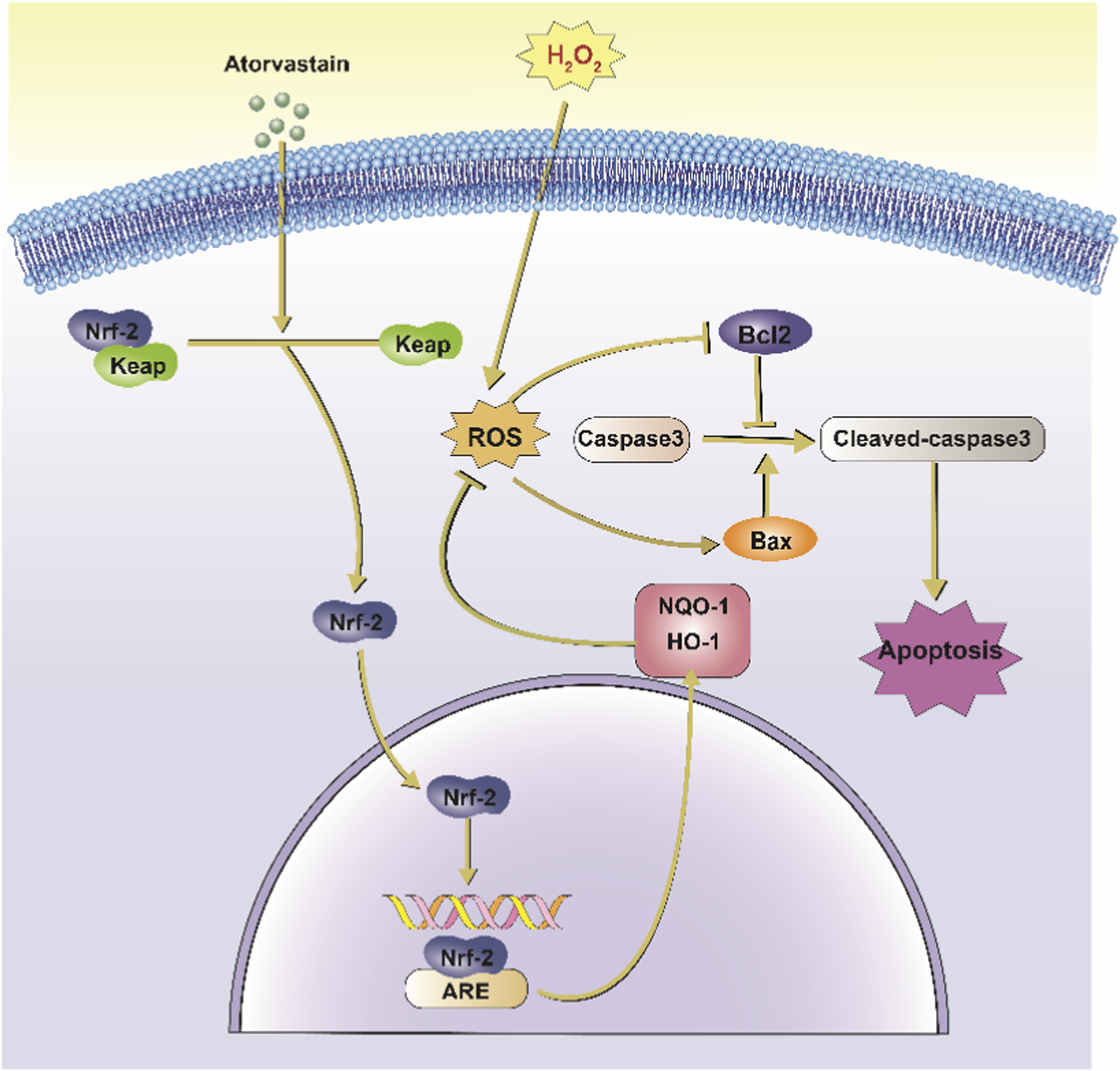 Diagram illustrating the cellular pathway involving Atorvastatin, Nrf-2, ROS, and apoptosis. Atorvastatin affects Nrf-2/Keap, which interacts with ROS. ROS connects to Caspase3 and influences Bcl2 and Bax pathways, leading to apoptotic signals through cleaved-caspase3. Nrf-2 activates gene expression via ARE, affecting NQO-1 and HO-1, reducing apoptosis.