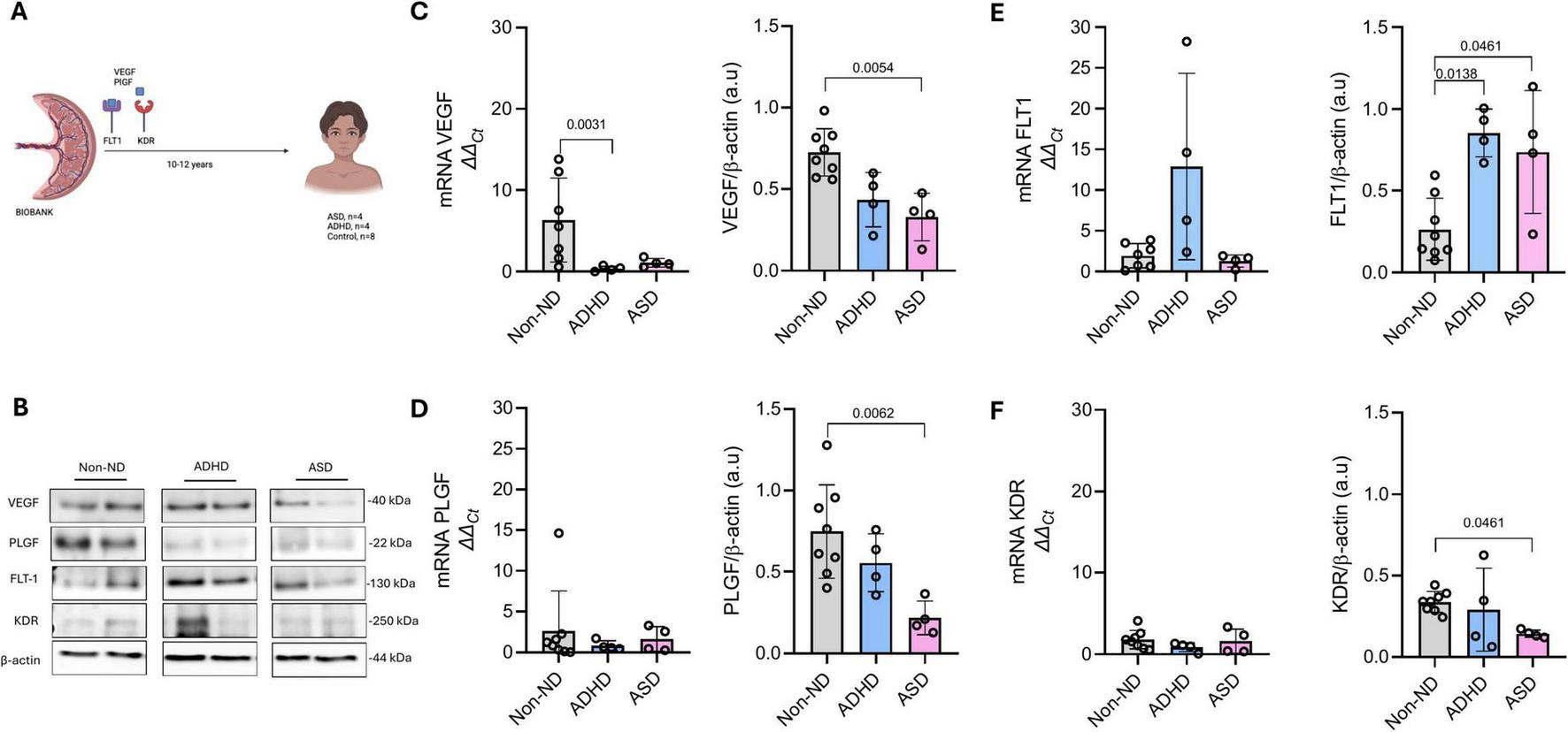 Illustration displaying a study on biomarkers in the placenta related to neurodevelopmental disorders. Panel A shows a diagram of the biomarker detection process in the placenta. Panel B presents a Western blot analysis for VEGF, PLGF, FLT1, KDR, and beta-actin across groups: Non-ND, ADHD, and ASD. Panels C, D, E, and F display bar graphs comparing mRNA and protein expression levels for VEGF, PLGF, FLT1, and KDR among the groups with statistical significance indicated. Each graph includes error bars and significance values.