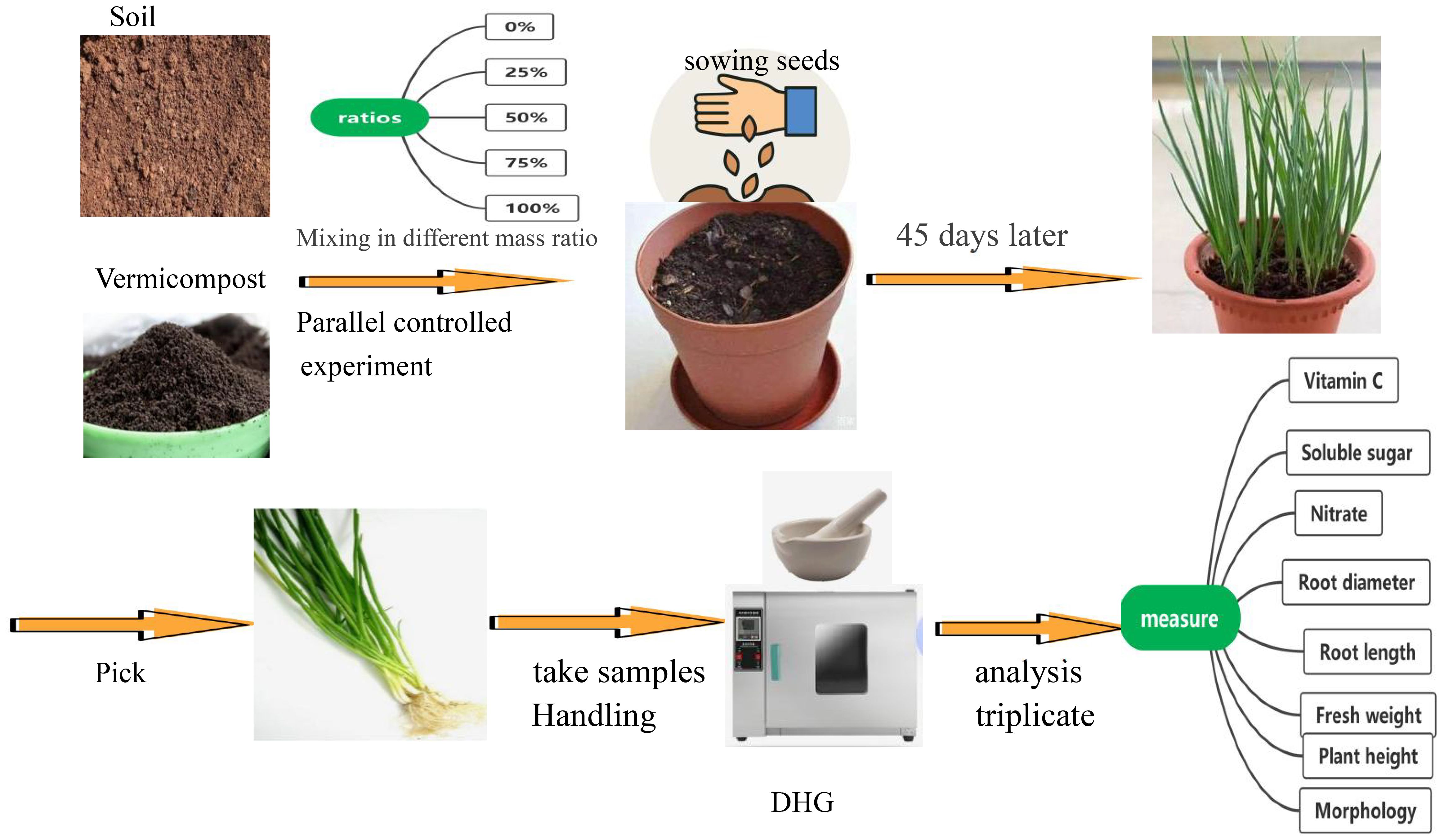 Flowchart depicting a plant growth experiment. Soil is mixed with vermicompost in varying ratios: 0%, 25%, 50%, 75%, and 100%. Seeds are sown and observed for 45 days. Plants are then picked, samples are handled and analyzed in a DHG device. Measurements include vitamin C, soluble sugar, nitrate, root diameter, root length, fresh weight, plant height, and morphology.