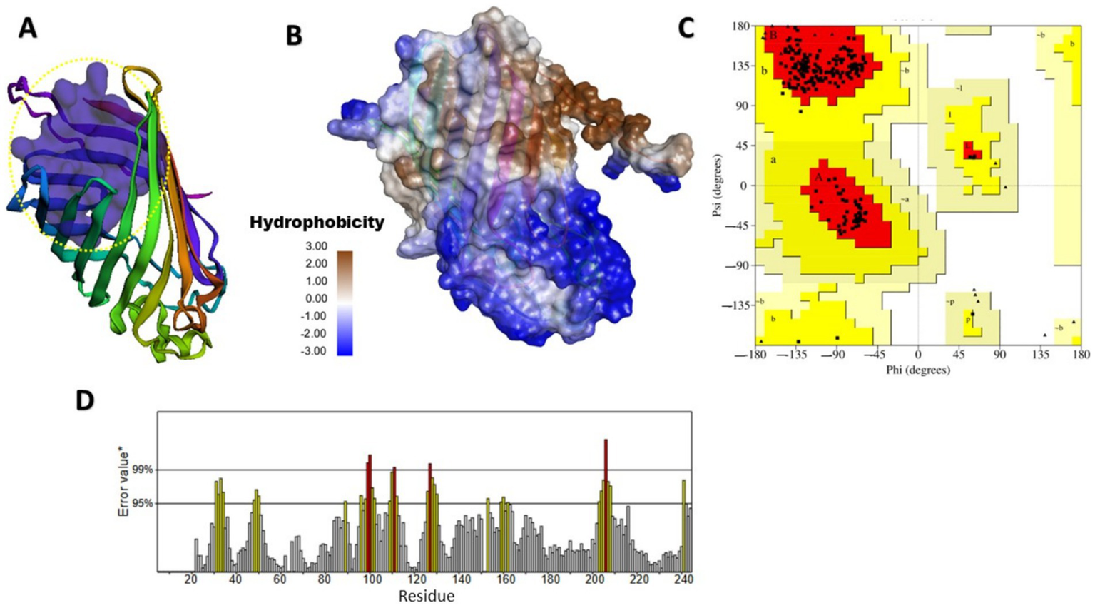 (A) Ribbon diagram of a protein structure with a highlighted beta sheet. (B) Surface representation showing hydrophobicity, colored blue to brown. (C) Ramachandran plot with favored regions in red and yellow. (D) Graph showing error values for residues, highlighting error thresholds at ninety-five to ninety-nine percent.