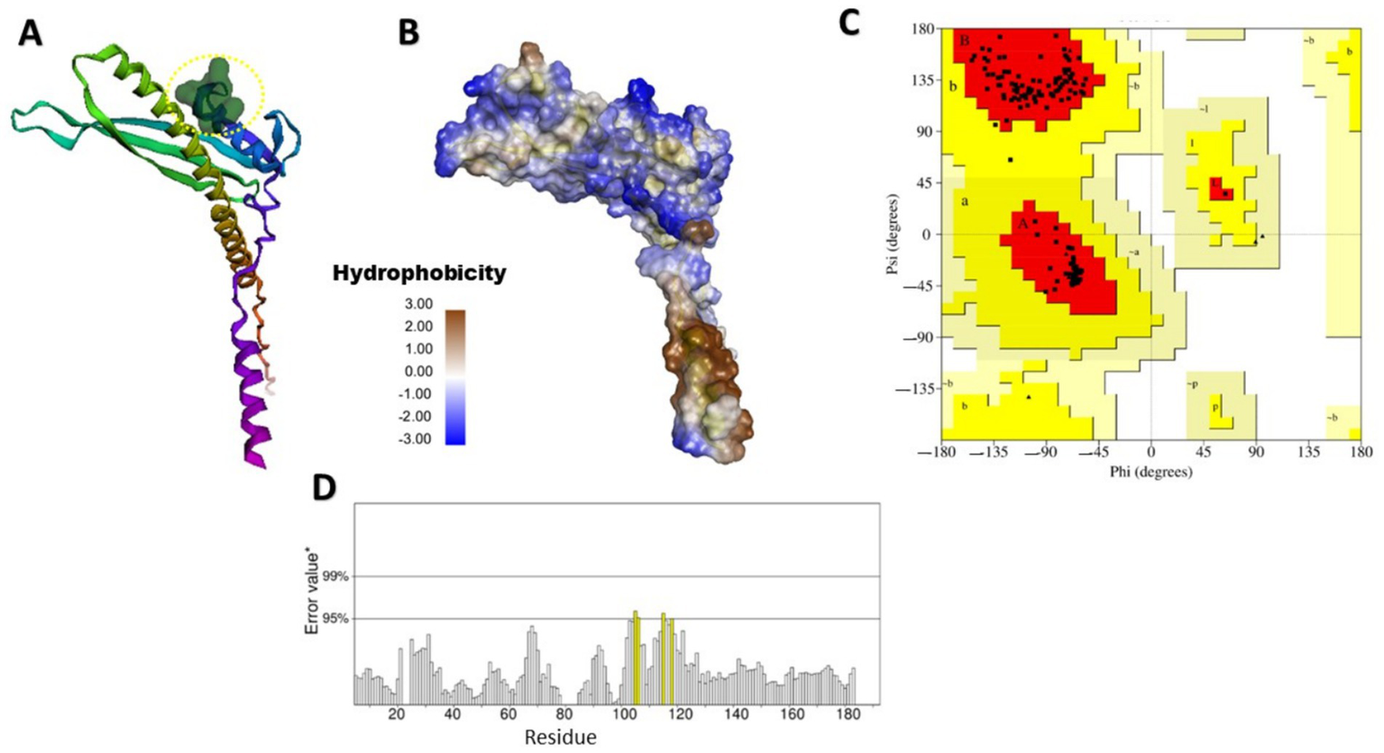 Panel A shows a ribbon diagram of a protein structure with a variety of colors. Panel B displays the surface representation of the same protein, highlighting hydrophobicity from brown to blue. Panel C presents a Ramachandran plot with red and yellow areas indicating allowed regions for phi and psi angles. Panel D is a bar graph indicating error values across residues, with two horizontal lines at ninety-five and ninety-nine percent.