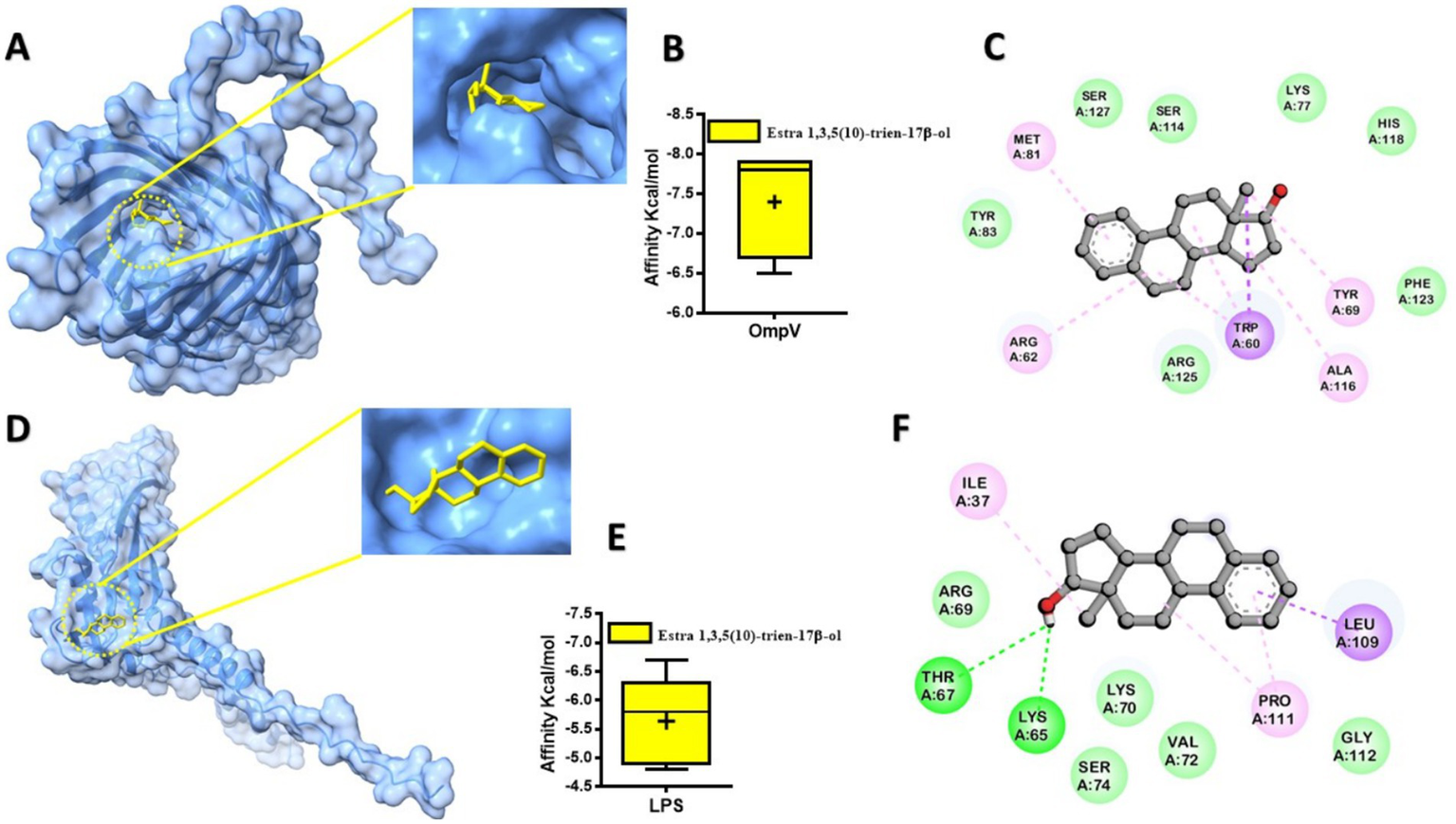 Molecular docking analysis image featuring two main sections. Section A shows a blue 3D protein structure with a yellow ligand bound within a pocket, with a zoom inset showing detailed interaction. Section B is a yellow box plot representing affinity in kcal/mol for OmpV. Section C illustrates a chemical structure with amino acids labeled in circles, showing interactions. Section D replicates Section A with a different protein structure and ligand. Section E shows a box plot for LPS, and Section F features a similar interaction map as Section C, with labeled amino acids around the chemical structure.