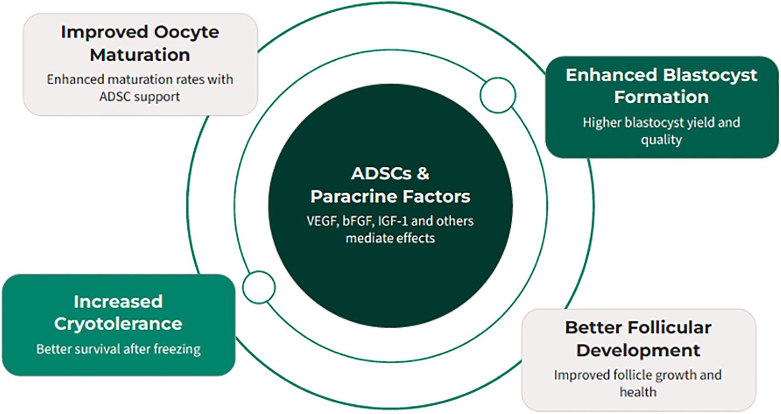 Diagram illustrating the effects of ADSCs and paracrine factors, including VEGF, bFGF, and IGF-1, which enhance oocyte maturation, cryotolerance, blastocyst formation, and follicular development. Each effect is presented in separate text boxes surrounding a central circle.