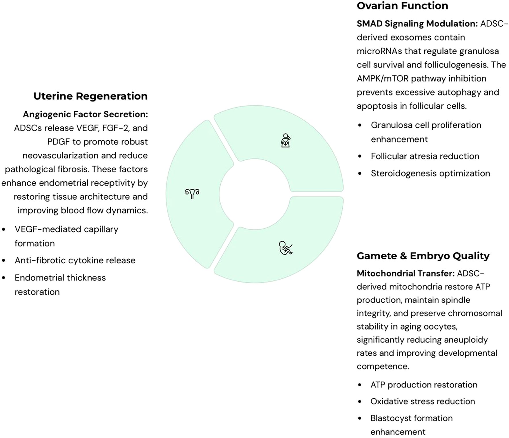 Diagram highlighting the roles of ADSCs. Uterine Regeneration: ADSCs release angiogenic factors, enhancing endometrial receptivity and blood flow, reducing fibrosis. Ovarian Function: ADSCs modulate SMAD signaling, enhancing granulosa cell proliferation and steroidogenesis. Gamete and Embryo Quality: ADSCs restore mitochondrial ATP, reduce oxidative stress, and enhance blastocyst formation, improving reproductive competence.