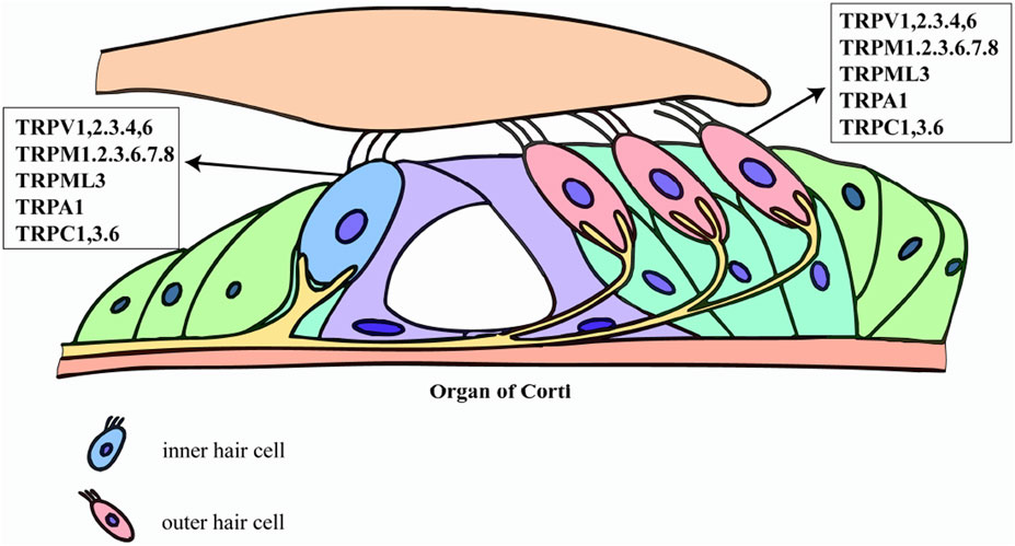 Cross-sectional illustration of the organ of Corti showcasing inner and outer hair cells. The outer hair cells are highlighted with specific TRP channels: TRPV1, 2, 3, 4, 6; TRPM1, 2, 3, 6, 7, 8; TRPML3; TRPA1; TRPC1, 3, 6. Labels indicate the channels' presence in the cells.