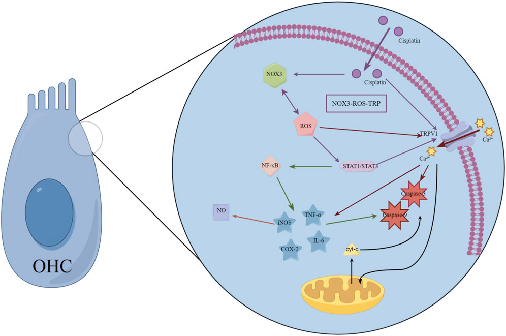 Illustration of a cell signaling pathway related to cisplatin's effects on OHC (outer hair cells). Cisplatin enters the cell, increasing NOX3 and ROS levels, activating TRPV1 and leading to calcium influx. This cascade activates NF-kB, STAT1/STAT3, iNOS, TNF-α, IL-6, COX-2, and leads to caspase activation and cytochrome c release from mitochondria, signaling apoptosis.
