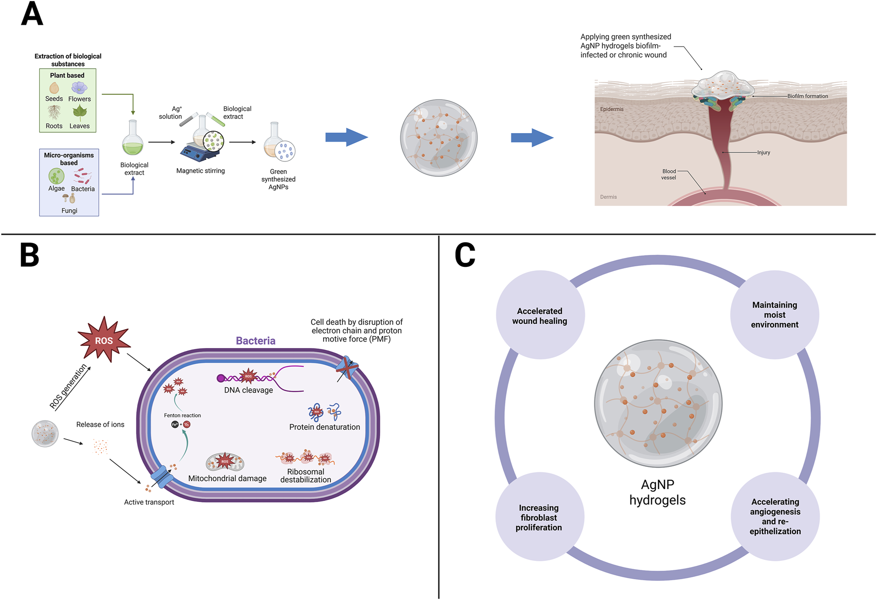 Diagram illustrating the benefits of silver nanoparticle (AgNP) hydrogels in wound healing. Panel A shows the extraction process from plant and microorganism sources to create AgNPs, and their application on biofilm-infected wounds. Panel B details the antibacterial mechanisms, including reactive oxygen species generation and cellular damage in bacteria. Panel C highlights the advantages of AgNP hydrogels: accelerated wound healing, increasing fibroblast proliferation, maintaining a moist environment, and promoting angiogenesis and re-epithelialization.