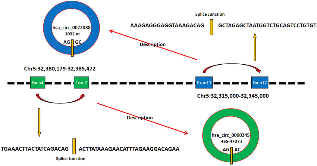 Diagram showing two circRNAs, hsa_circ_0072088 and hsa_circ_0000345. Each is represented as a circle with splice junctions and nucleotide sequences indicated. hsa_circ_0072088 is shown above with exons and coordinates Chr5:32,380,179-32,385,472. Below is hsa_circ_0000345 with exons and coordinates Chr5:32,315,000-32,345,000. Arrows connect specific exons to sequences, depicting alternative splicing events.