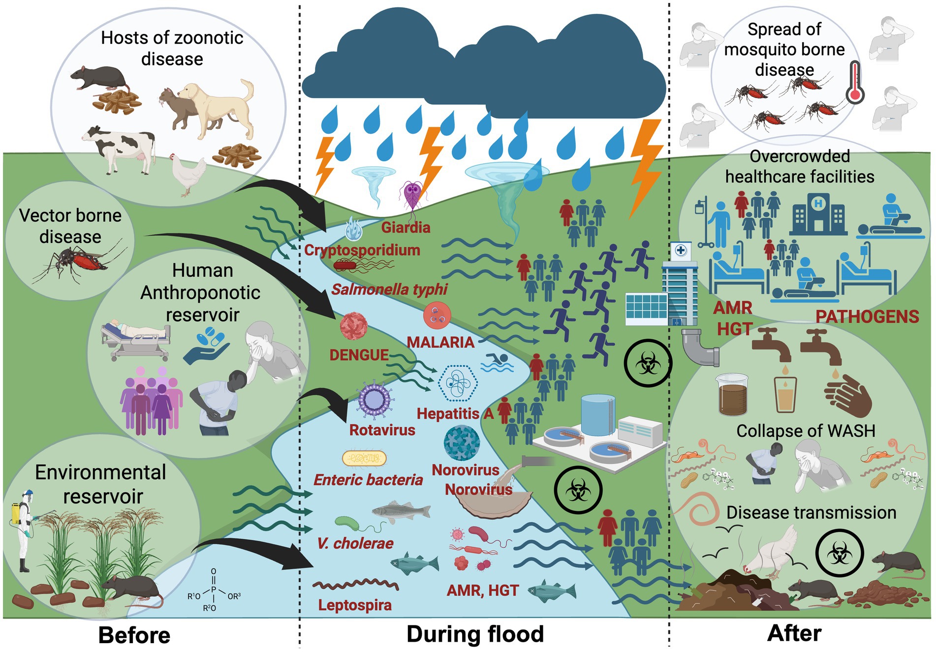 Illustration depicting disease transmission before, during, and after a flood. Before: Hosts of zoonotic diseases like cattle and chickens, vector-borne diseases via mosquitoes, and human and environmental reservoirs are shown. During flood: Pathogens like Giardia, Cryptosporidium, and diseases like malaria and dengue are highlighted spreading through water. After: Overcrowded healthcare facilities, spread of mosquito-borne diseases, collapse of water, sanitation, and hygiene (WASH), and continuing disease transmission are depicted, emphasizing the impact of antimicrobial resistance and horizontal gene transfer (AMR, HGT).