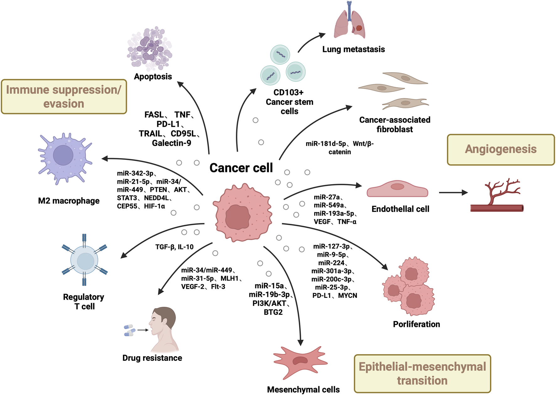 Diagram depicting the interactions of cancer cells with various biological processes, including immune suppression, metastasis, angiogenesis, epithelial-mesenchymal transition, and drug resistance. Illustrated elements feature M2 macrophages, regulatory T cells, cancer stem cells, and mesenchymal cells, highlighting roles of specific microRNAs and factors like PD-L1 and VEGF. Processes are visually connected with arrows leading to outcomes such as apoptosis, lung metastasis, and cell proliferation.