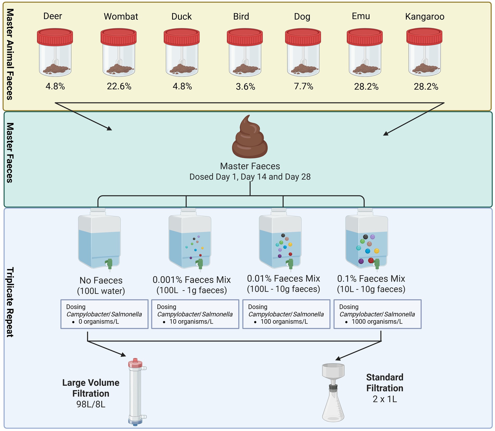 Flowchart depicting the process of dosing master animal faeces from deer, wombat, duck, bird, dog, emu, and kangaroo, each with specific percentages. The faeces are combined into a master mix and dosed at intervals. Different concentrations of faeces mixes are prepared: 0.001 percent, 0.01 percent, and 0.1 percent, with corresponding levels of Campylobacter and Salmonella organisms per liter. Each mixture undergoes large volume or standard filtration.