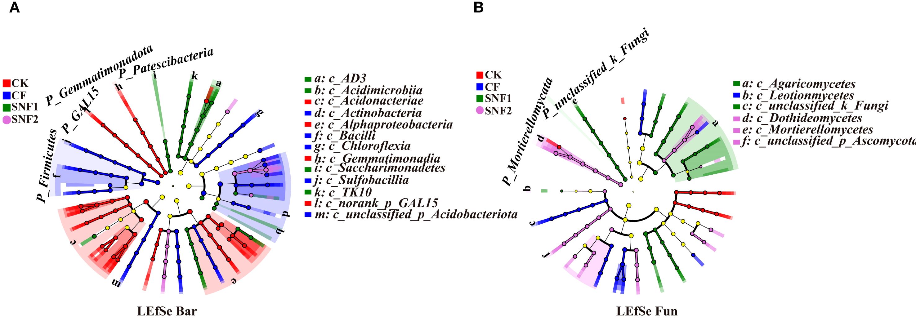 Two circular phylogenetic trees labeled A and B display microbial classifications. Tree A highlights various phyla, such as Gemmatimonadota and Firmicutes, using colored branches: red (CK), blue (CF), green (SNF1), and purple (SNF2). Tree B shows fungal classifications with similar color coding. Both trees include legends identifying specific classes within phyla, like Acidimicrobia and Agaricomycetes, represented by letters a to m for A and a to f for B. The diagram's purpose is to illustrate the LEfSe results, a method for detecting differences in taxonomic abundance.