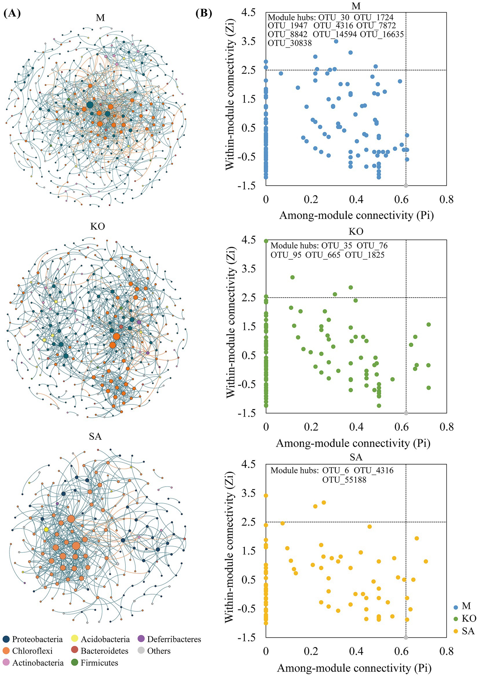 Network graphs and scatter plots depicting microbial community structure and connectivity. (A) Three network diagrams labeled M, KO, and SA, illustrating the interactions of different microbial phyla, including Proteobacteria, Acidobacteria, and others, marked with various colors. (B) Corresponding scatter plots show within-module connectivity (Zi) versus among-module connectivity (Pi) for each network, with module hubs annotated. Each plot features distinct data points indicating connectivity patterns for M, KO, and SA networks.