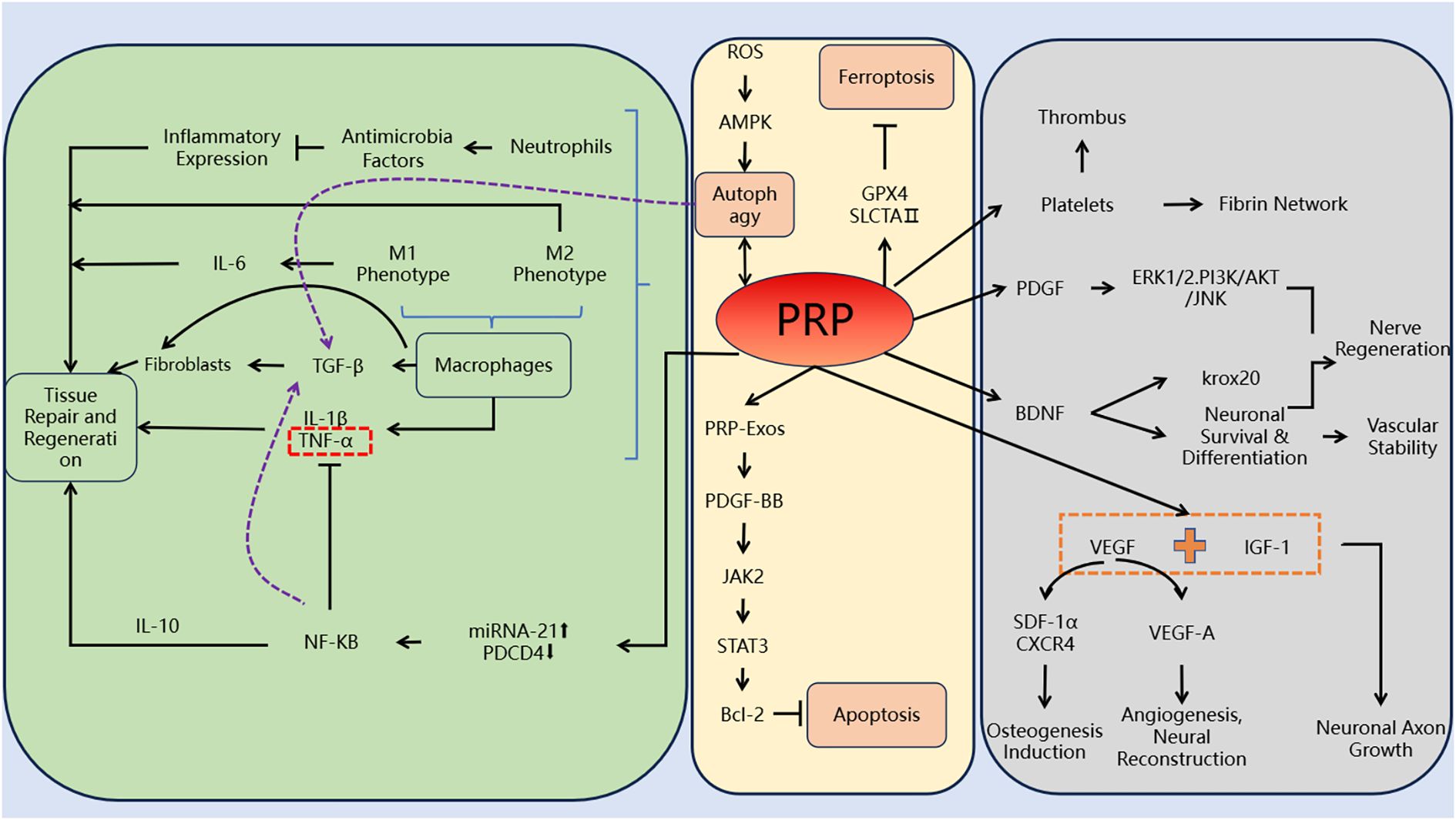 Illustration of the molecular pathways involved in tissue repair and regeneration, highlighting PRP's effects. The left section shows interactions between inflammatory factors, macrophages, and fibroblasts. The middle section details PRP's role in autophagy and apoptosis, with pathways like PRP-Exos and PDGF-B influencing JAK2, STAT3, and Bcl-2. The right section outlines platelet-related processes, showing connections between PDGF, BDNF, VEGF, and IGF-1, affecting nerve regeneration, neuronal survival, vascular stability, osteogenesis, angiogenesis, and neuronal axon growth. Purple and black arrows indicate pathways and interactions.