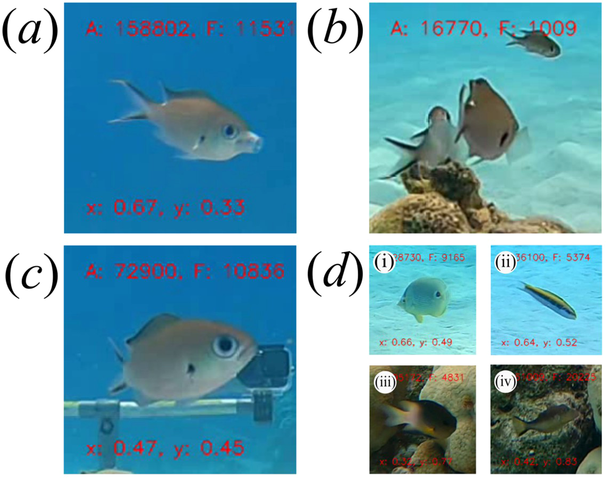 Four panels labeled (a) to (d) show close-up underwater images of individual coral reef fish. Panel (a) features a single fish (brown chromis) exhibiting feeding behaviour (jaw extension), with annotations A: 158802, F: 11531, x: 0.67, y: 0.33. Panel (b) features a single fish (brown chromis) facing away from the camera, and hence its mouth not visible, with annotations: A: 16770, F: 1009. Panel (c) features a single coral reef fish (brown chromis) facing the camera, with its mouth visible, but not exhibiting feeding behaviour (no jaw extension), with annotations: A: 72900, F: 10836, x: 0.47, y: 0.45 . Panel (d) includes four sub-panels labeled (i) to (iv), each with individual coral reef fish from various species except brown chromis. Each fish image is paired with data representing attributes like area, frame number, and position.
