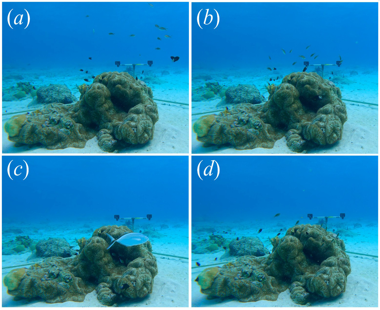 Underwater scenes labeled (a) to (d) show a coral head with variousfish swimming around it, including an aggregation of brown chromis. In (a) the fish are spread out in the water above the coral, moving in no particular direction. In (b), the fish are all oriented towards the coral head, which they are swimming towards. In (c), a larger fish, the barjack, is present near the coral, and all other fish are hiding inside the coral head. In (d), the fish aggregation can be seen moving away from the coral, towards the water above it. The background features clear blue water and additional corals.