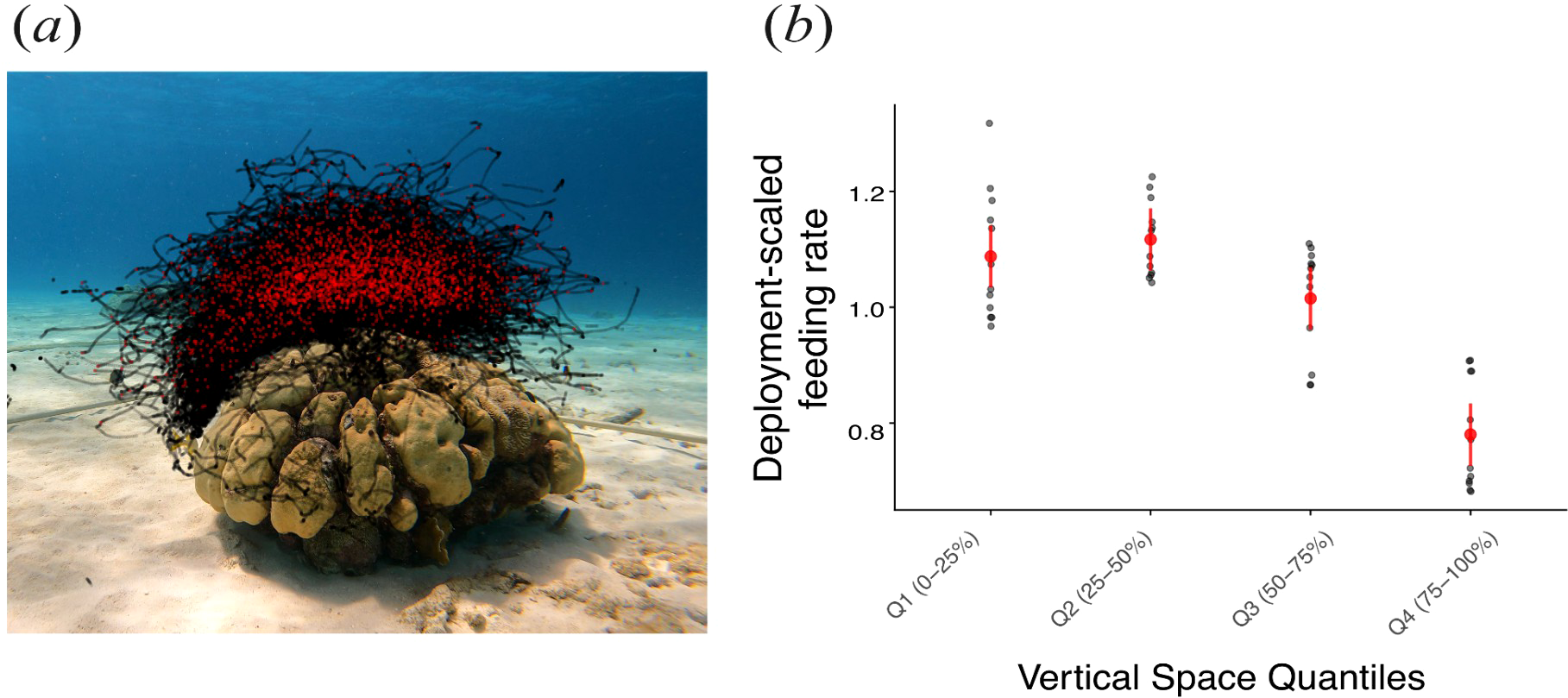 Two panels showing the feeding behaviour of individual brown chromis fish across a vertical profile. Panel (a) shows a coral head site with superimposed red and black dots, corresponding to x and y-axis coordinates of feeding and non-feeding events, respectively, of individual brown chromis fish. Panel (b) shows a scatterplot of deployment-scaled feeding rate for each of the vertical space quantiles. Red markers indicate mean values, with each quantile range marked as Q1 (zero to twenty-five percent), Q2 (twenty-five to fifty percent), Q3 (fifty to seventy-five percent), and Q4 (seventy-five to one hundred percent).