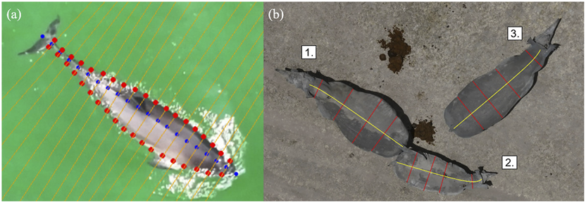 A two-part image shows large mammals seen from directly above. (a) A harbor porpoise in water, overlaid with red and blue dots connected by lines, illustrating body width measurements. (b) Three rhinoceroses on land, labeled 1, 2, and 3, with yellow lines running along their bodies and red lines across, indicating body length and measurements across the neck, shoulders, abdomen, and hips. The first rhino is noticeably wider at the abdomen, the second is much smaller, and the third is fully grown, but thinner than the first.