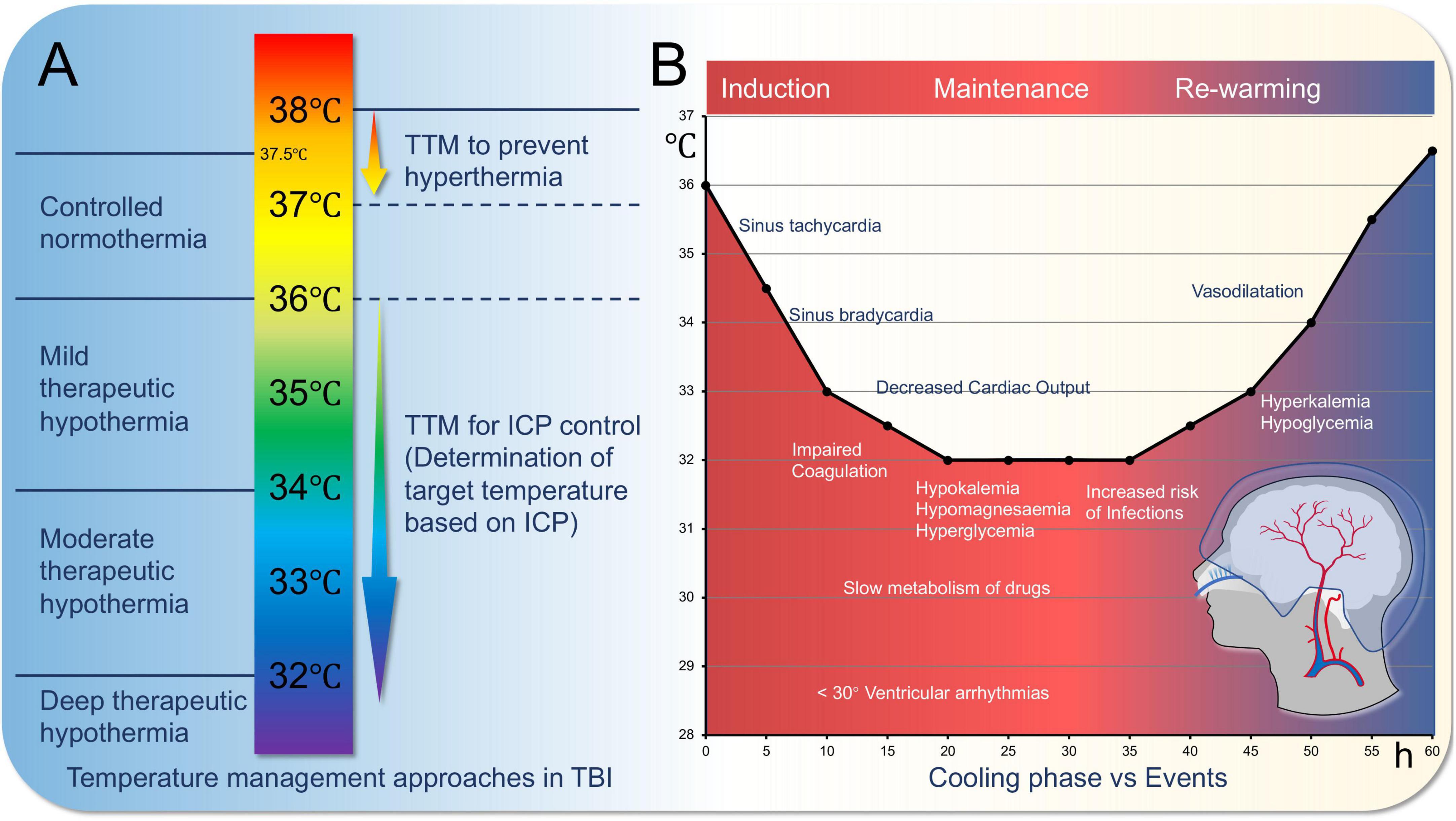 Diagram illustrating temperature management in traumatic brain injury. Panel A displays a vertical temperature scale, from 32 to 38 degrees Celsius, with labeled therapeutic hypothermia stages and indications for temperature-targeted management. Panel B is a graph showing cooling phases and events across 55 hours, depicting cardiac and metabolic effects during induction, maintenance, and re-warming. An illustration of a human head with highlighted brain vasculature is included.