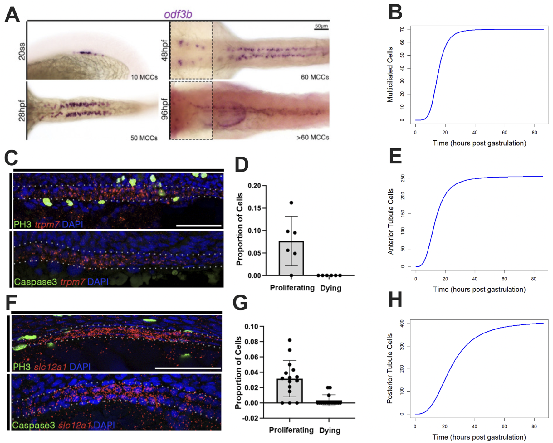 Panel A shows developmental stages of multiciliated cells with odf3b expression at 20 somite stage, 28 hpf, 48 hpf, and 96 hpf. Panel B depicts a graph of multiciliated cells count over time post-gastrulation. Panel C displays immunofluorescence images highlighting PH3 and trpm7 with DAPI, and panel D shows a bar graph comparing proliferating and dying cell proportions. Panel E presents a graph of anterior tubule cells over time. Panel F contains immunofluorescence of PH3 and slc12a1 with DAPI, and panel G features a bar graph of proliferating versus dying cells. Panel H graphs posterior tubule cells over time.