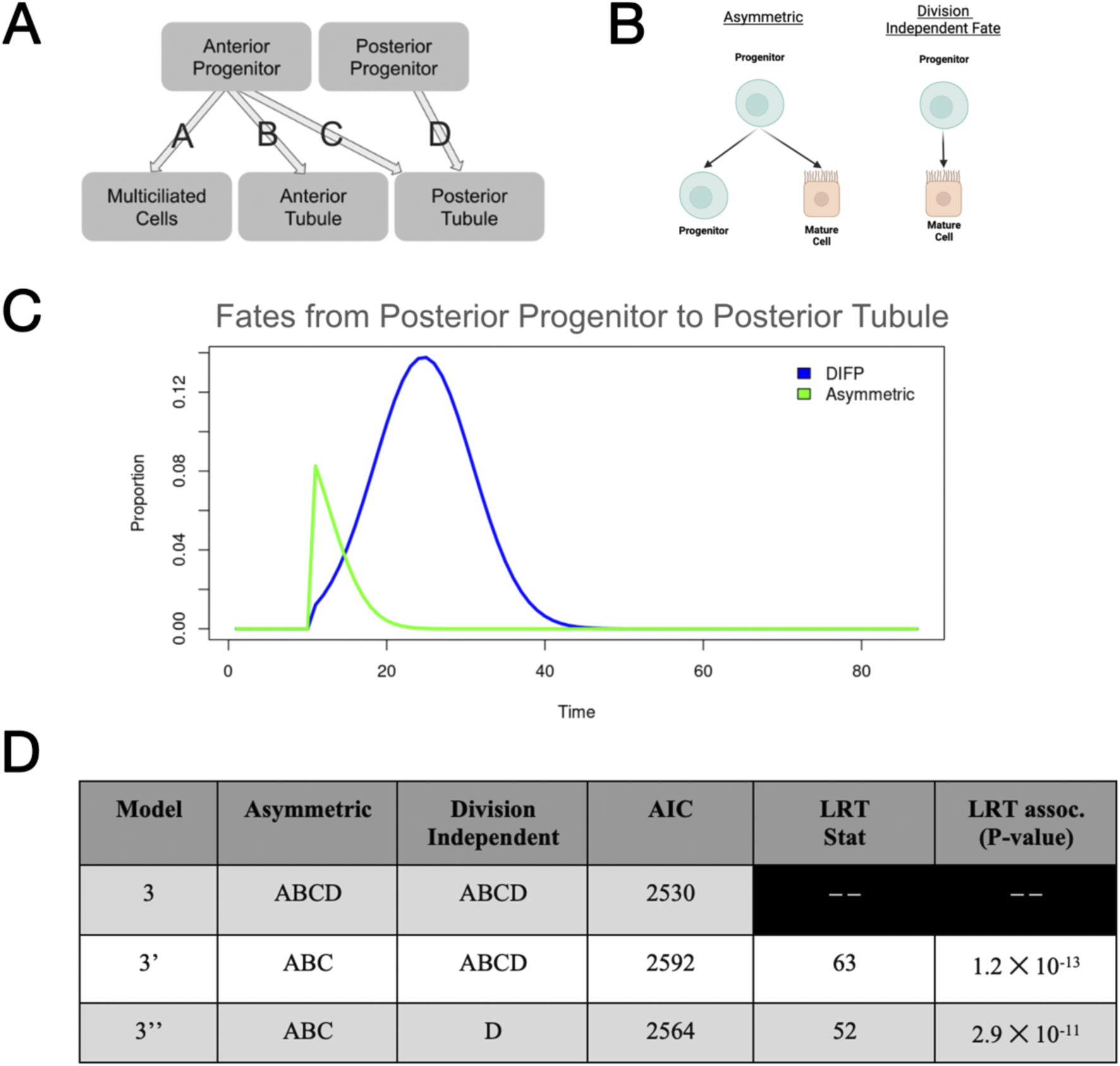 Diagram with four sections:A. Flowchart showing differentiation paths from anterior and posterior progenitors to multiciliated cells, anterior tubule, and posterior tubule.B. Comparison of asymmetric division and division-independent fate models.C. Line graph displaying fate proportions from posterior progenitor to posterior tubule over time, with blue for DIFP and green for asymmetric.D. Table comparing models based on AIC, LRT statistics, and p-values, indicating statistical results for each model variation.