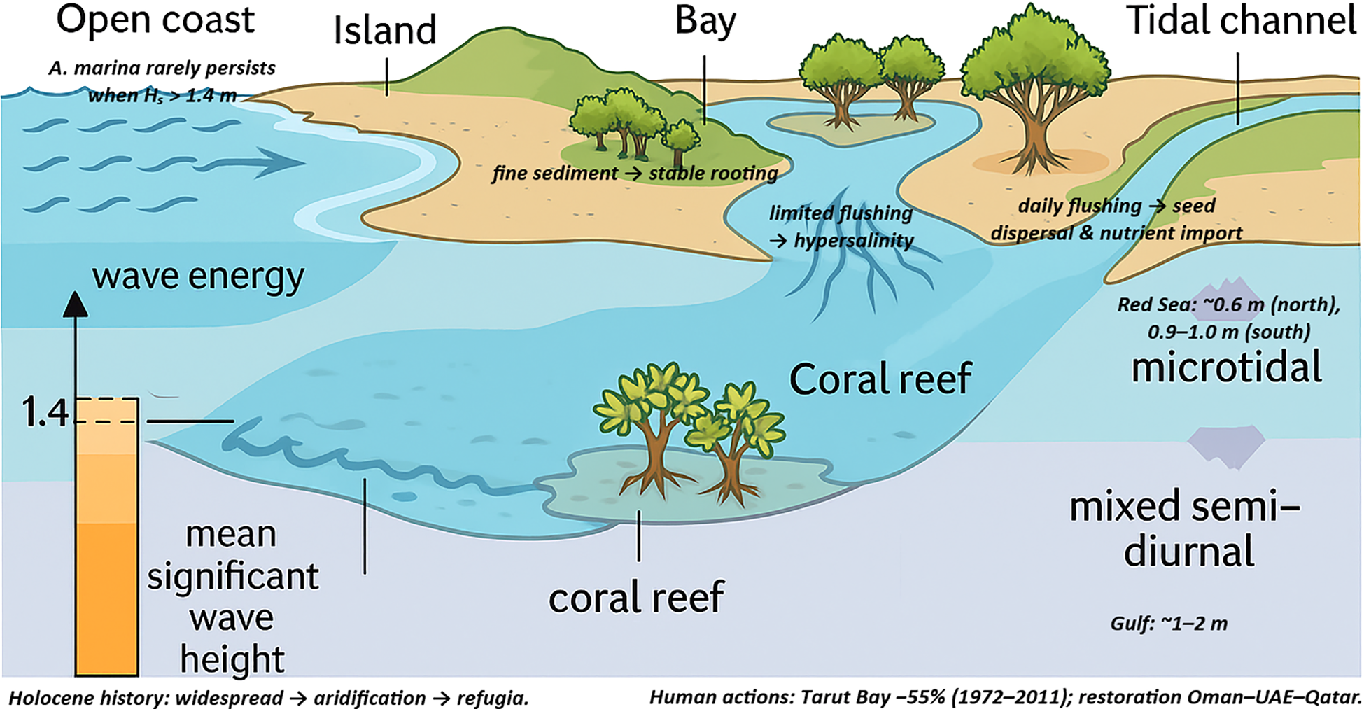 Illustration showing coastal ecosystems. On the left, an open coast with wave energy and a mean significant wave height marked at 1.4 meters. An island with a bay features mangroves benefiting from fine sediment and stable rooting. Limited flushing leads to hypersalinity. A tidal channel on the right allows seed dispersal and nutrient import. Coral reefs are depicted, with microtidal and mixed semi-diurnal tide descriptions. Annotations mention Holocene history and human actions like restoration efforts in Tarut Bay and the Oman-UAE-Qatar region.