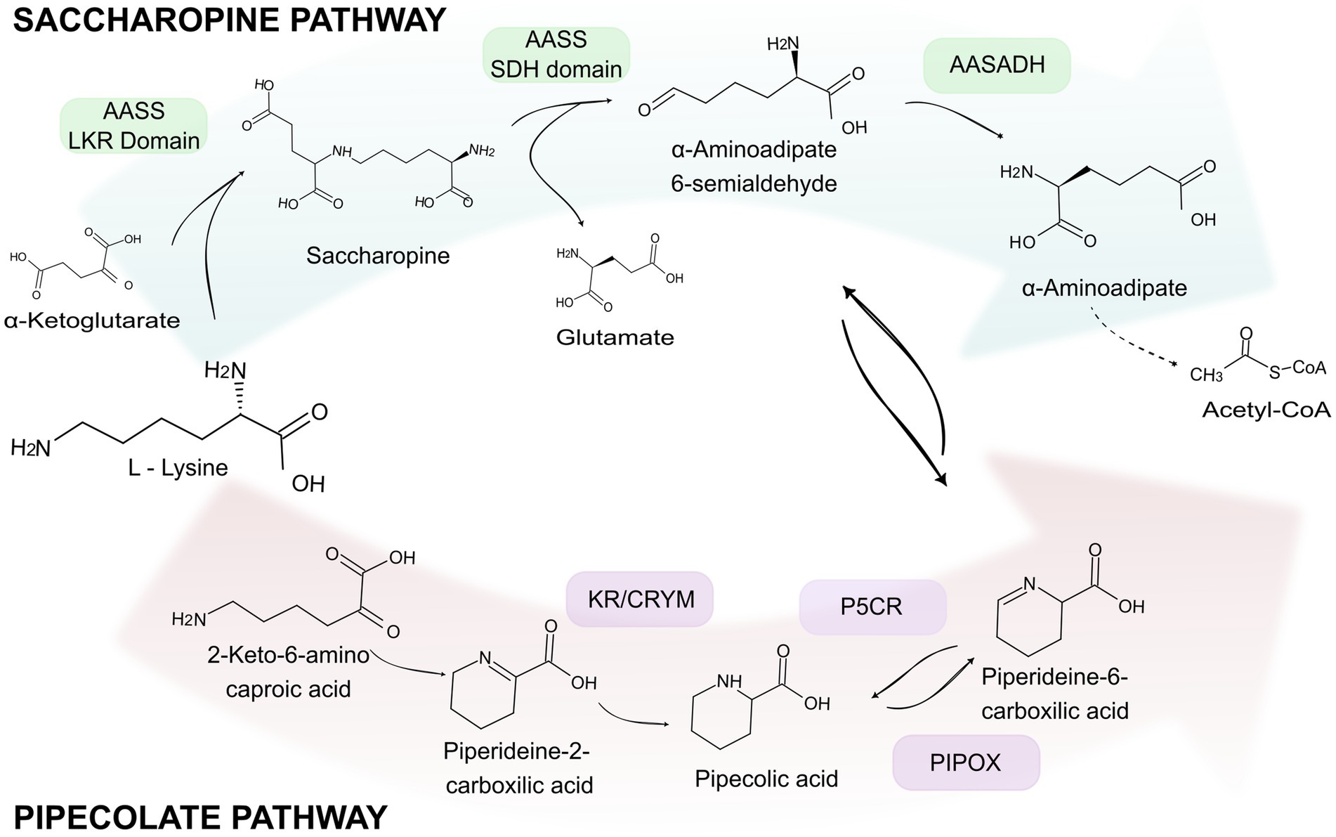 Diagram illustrating the Saccharopine and Pipecolate pathways. The Saccharopine pathway involves L-lysine converting to saccharopine, then to α-aminoadipate 6-semialdehyde, and finally to α-aminoadipate. The Pipecolate pathway includes L-lysine transforming into 2-keto-6-amino caproic acid, then to piperideine-2-carboxylic acid, and finally to pipecolic acid. Enzymes such as AASS and reactions with glutamate and acetyl-CoA are indicated. Pathway directionality is shown with arrows.