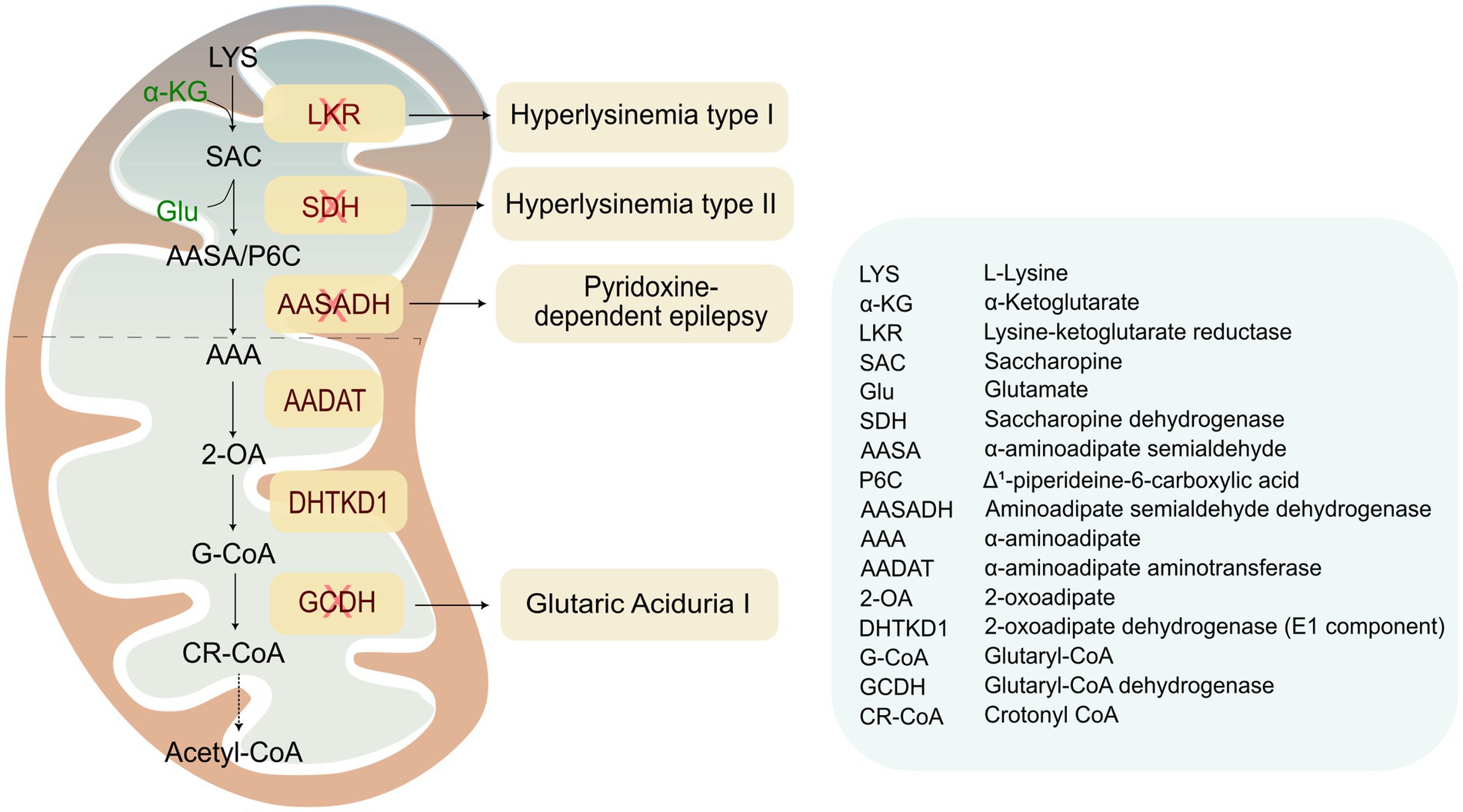 Diagram of lysine metabolism pathway in a mitochondria-shaped structure, showing conversions between compounds. Key enzymes (LKR, SDH, AASADH, etc.) link substrates (e.g., LYS to α-KG), leading to disorders such as hyperlysinemia and glutaric aciduria. The accompanying legend explains abbreviations.