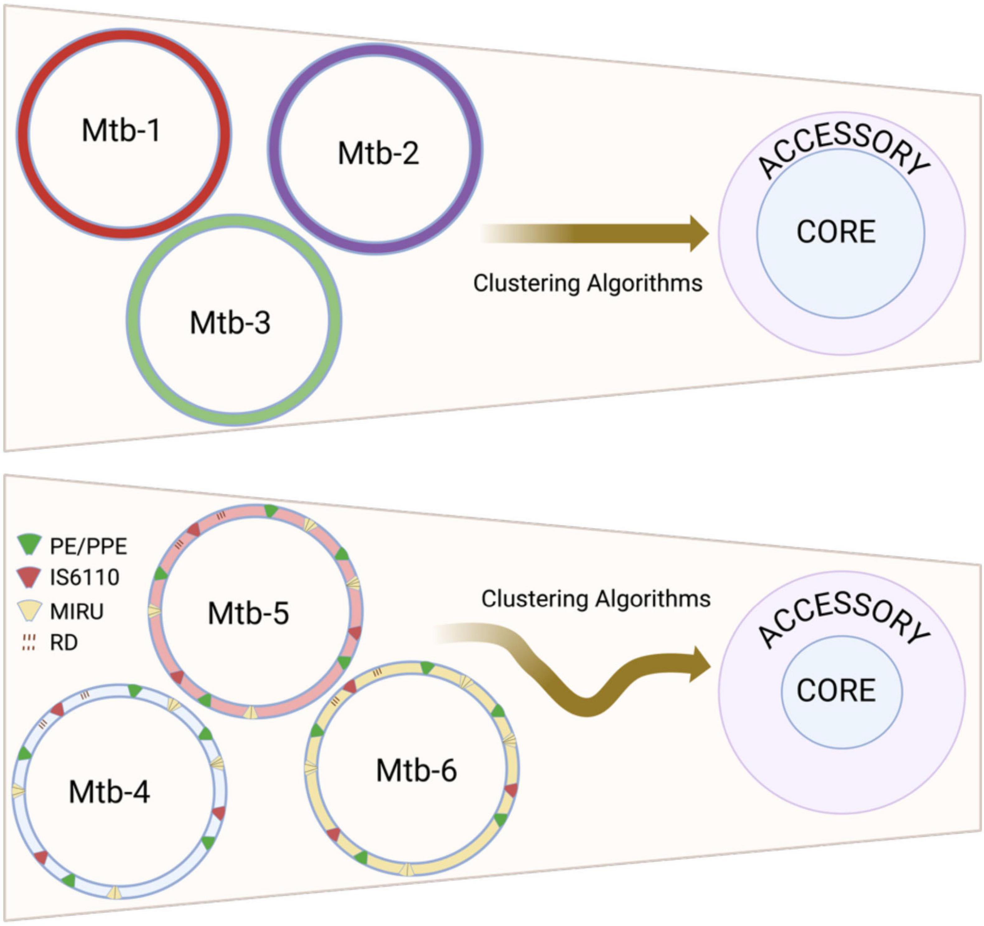 Diagram showing Mtb strains, labeled Mtb-1 to Mtb-3 and Mtb-4 to Mtb-6, being processed by clustering algorithms. Each strain is depicted by a circle. The outer elements of Mtb-4 to Mtb-6 include different colored segments representing PE/PPE, IS6110, MIRU, and RD. The clustering algorithms lead these strains to a circle labeled CORE, surrounded by ACCESSORY.