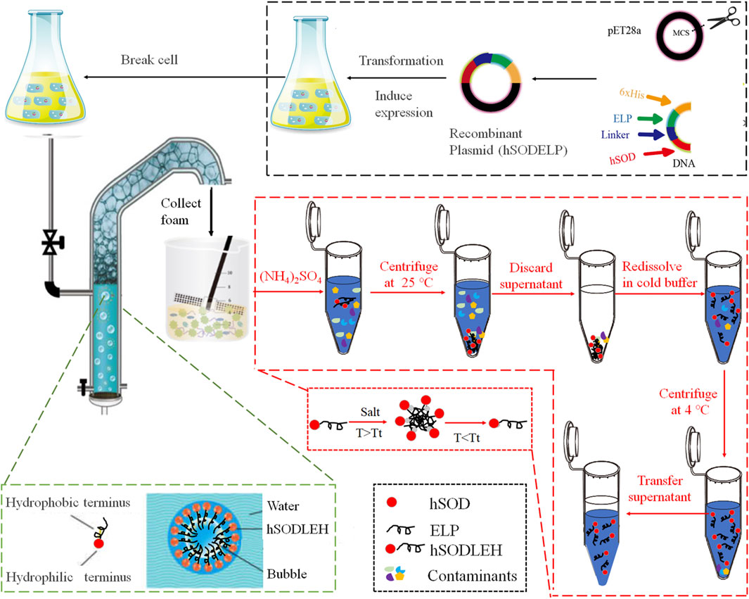 Illustration of a recombinant protein purification process. Top section shows transformation, expression induction, and recombinant plasmid details. Left side details foam collection apparatus. Bottom right highlights centrifugation steps with ammonium sulfate, supernatant treatment, and temperature variations. A legend explains symbols: hSOD, ELP, hSODLEH, and contaminants.