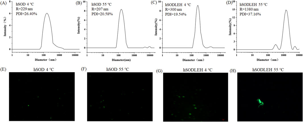 Graphs and microscopy images show the effects of temperature on hSOD and hSODLEH. Panels A-D present intensity versus diameter graphs at four conditions: hSOD 4°C, hSOD 55°C, hSODLEH 4°C, and hSODLEH 55°C, with varying R and PDI values. Panels E-H display corresponding fluorescence microscopy images, showing particle distributions at the same conditions.