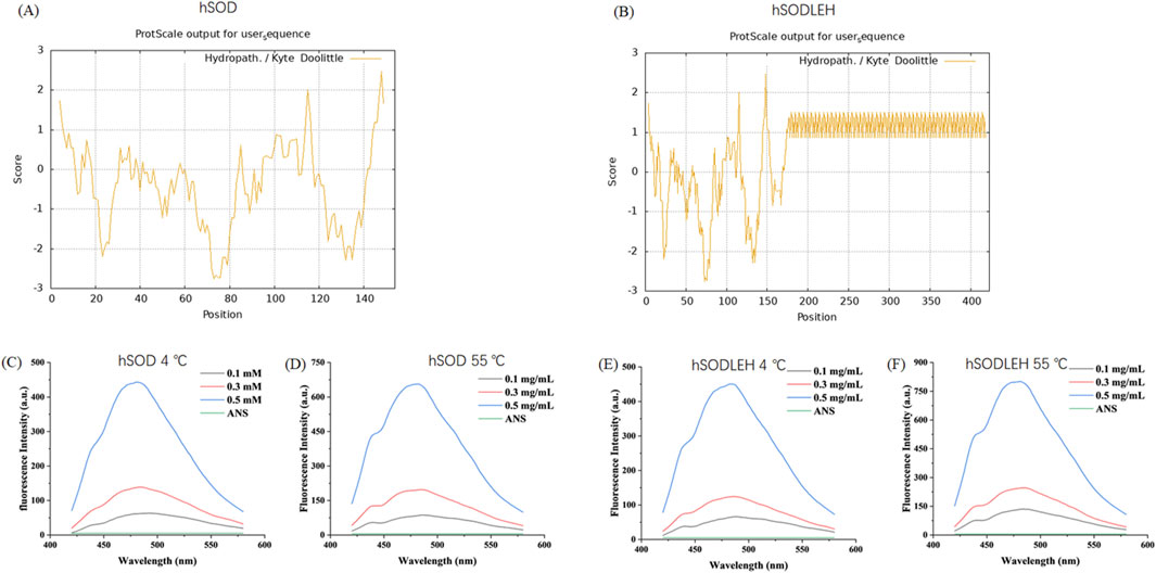 Charts showing hSOD and hSODLEH data. (A) plots hydropathy scores for hSOD from positions 0 to 150. (B) plots hydropathy scores for hSODLEH from positions 0 to 400. (C) and (D) display fluorescence intensity for hSOD at 4 and 55 degrees Celsius respectively with concentrations at 0.1, 0.3, and 0.5 milligrams per milliliter, and ANS. (E) and (F) show fluorescence intensity for hSODLEH at 4 and 55 degrees Celsius with similar concentrations and ANS reference. Wavelengths range from 400 to 600 nanometers.