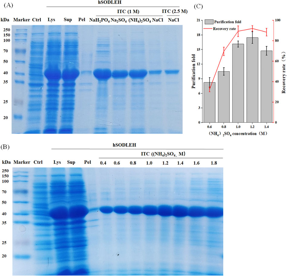(A) SDS-PAGE gel showing protein bands for hSODLEH purification under different conditions, with molecular weight markers on the side. (B) Similar gel with varying concentrations of ammonium sulfate. (C) Graph displaying purification fold and recovery rate versus ammonium sulfate concentration, showing trends in protein purification efficiency.