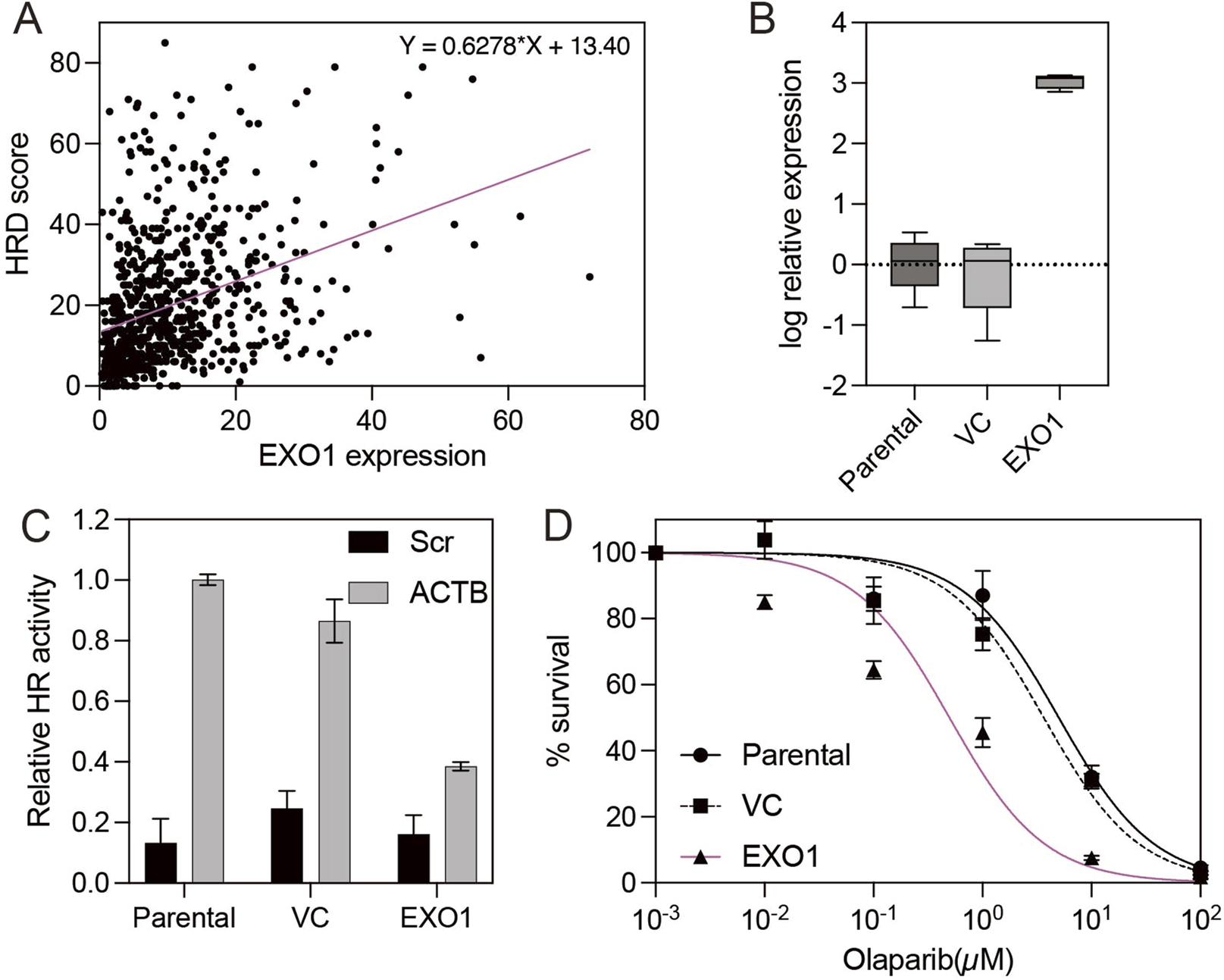 Panel A shows a scatter plot with HRD score versus EXO1 expression, featuring a positive trend line with equation \( Y = 0.6278 \times X + 13.40 \). Panel B is a box plot comparing log relative expression in Parental, VC, and EXO1 groups. Panel C presents a bar graph of relative HR activity for Scr and ACTB across Parental, VC, and EXO1. Panel D is a survival curve showing the effect of Olaparib concentration on Parental, VC, and EXO1, with distinct curves for each.