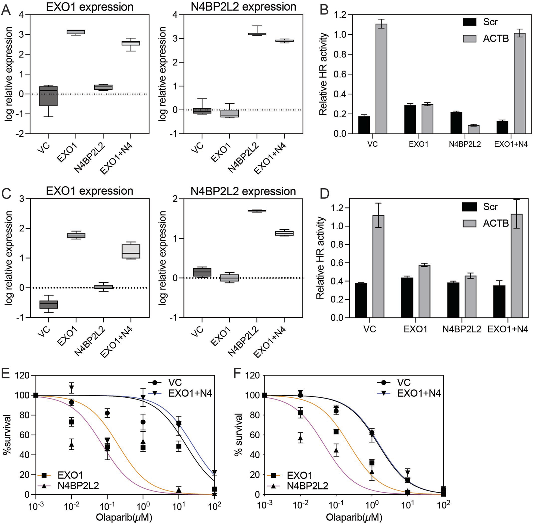 Graphs showing expression levels of EXO1 and N4BP2L2, relative HR activity, and survival percentages under Olaparib treatment. Panels A and C display box plots of EXO1 and N4BP2L2 expression for different conditions, while panels B and D show bar graphs of relative HR activity comparing Scr and ACTB. Panels E and F are survival curves at varying Olaparib concentrations for vectors, EXO1, N4BP2L2, and the combination EXO1+N4.