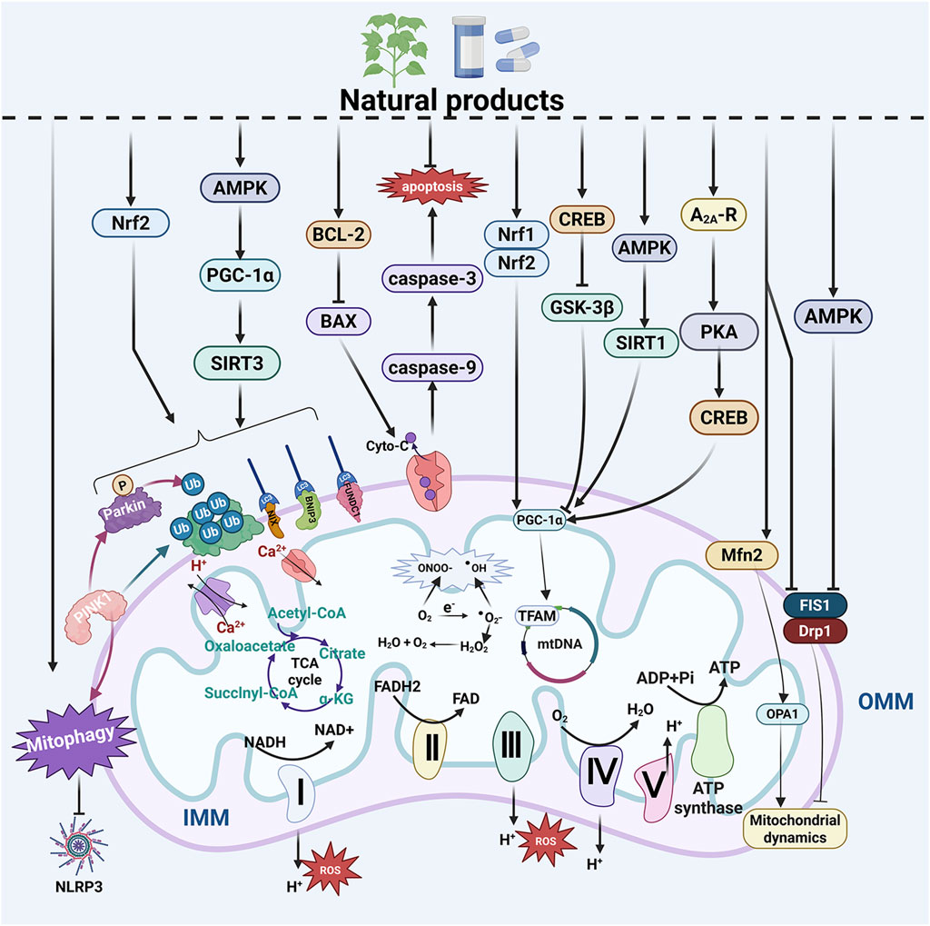 Diagram illustrating the influence of natural products on mitochondrial functions and pathways. Key components include Nrf2, AMPK, SIRT3, and PGC-1α, among others. It depicts mitochondrial processes such as the TCA cycle, electron transport chain, and mitophagy. Various proteins and processes like BCL-2, apoptosis, caspases, and mitochondrial dynamics are interconnected. The diagram highlights pathways involving cellular respiration, oxidative stress, and regulation of apoptosis.