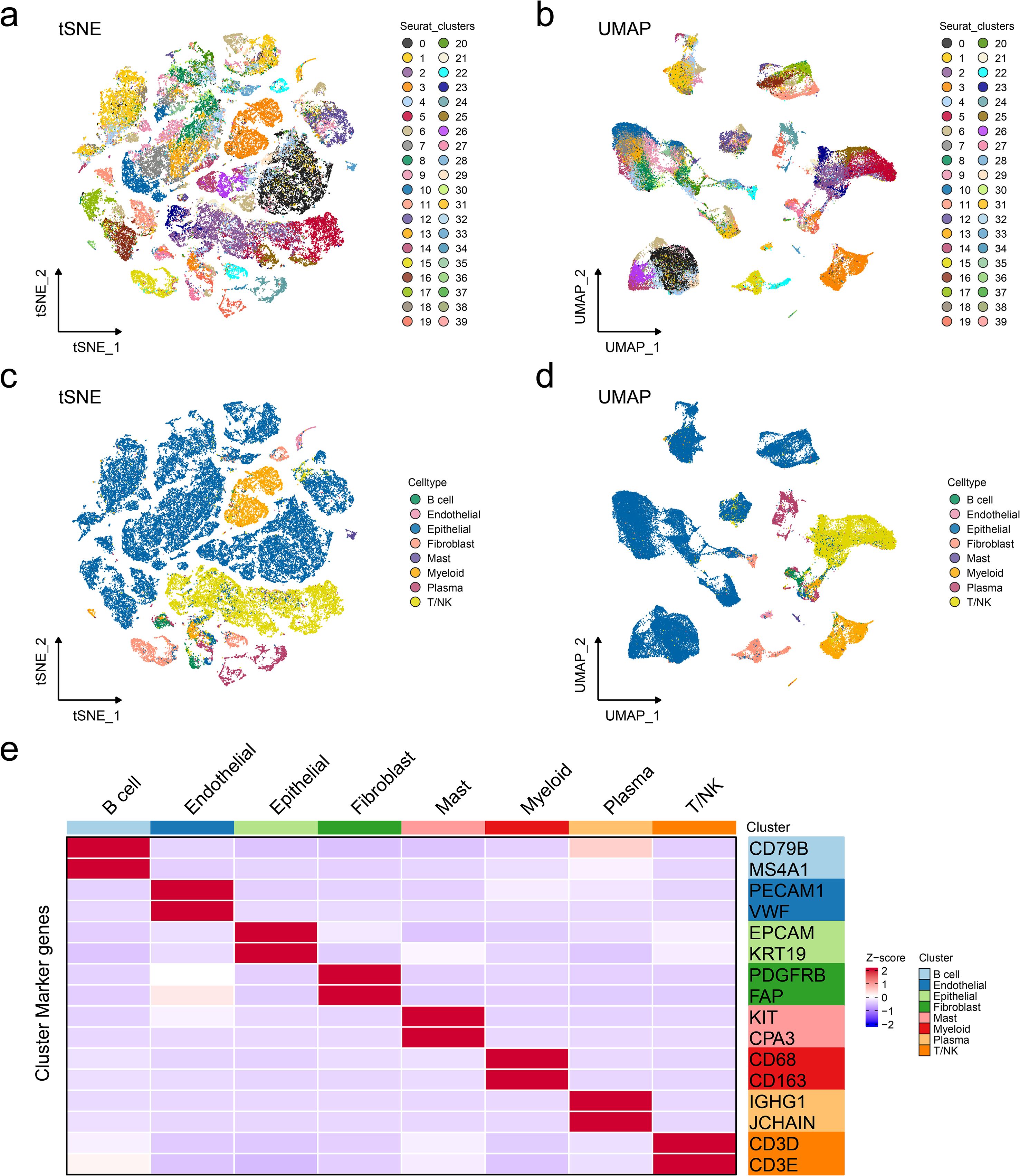 Cluster analysis of cell types using tSNE and UMAP visualizations. Panels a and b display tSNE and UMAP plots with cell clusters labeled from zero to 39, showing diverse cellular populations. Panels c and d present tSNE and UMAP plots colored by cell type, including B cells, endothelial, epithelial, fibroblast, mast, myeloid, plasma, and T/NK cells. Panel e features a heatmap of cluster marker genes across different cell types, with varying Z-scores indicated by color intensity, highlighting marker genes such as CD79B and CD3E.